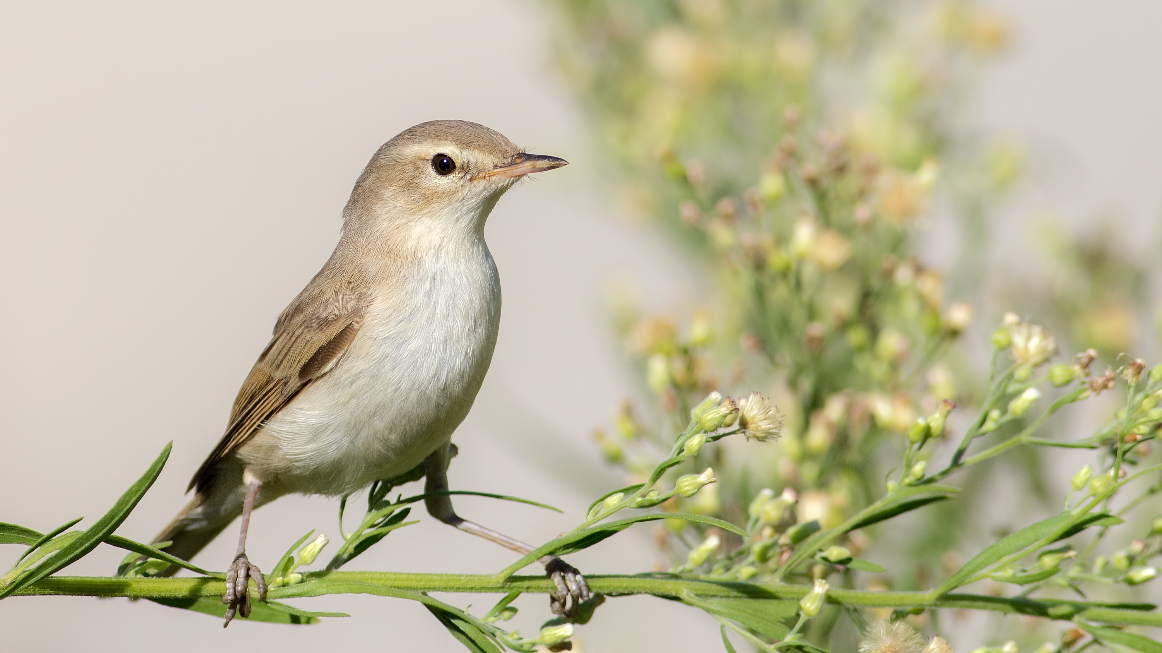 Booted Warbler