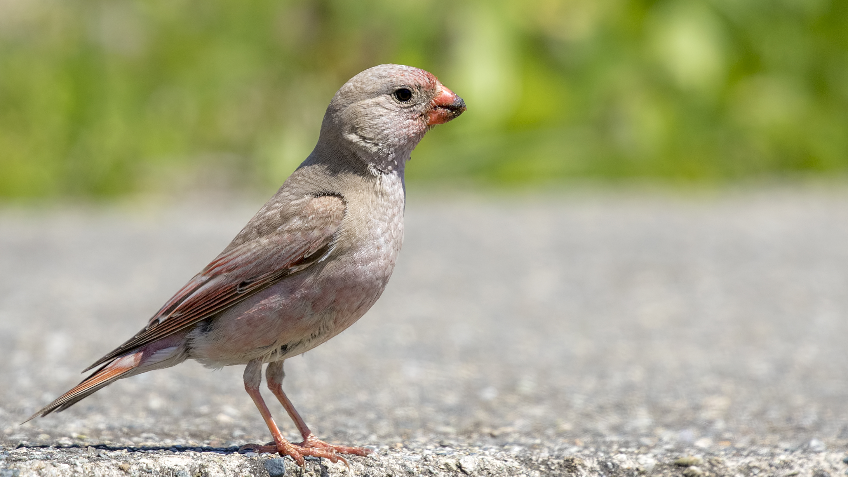 Trumpeter Finch