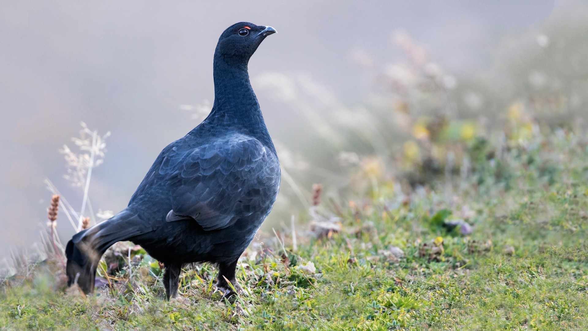 Caucasian Grouse