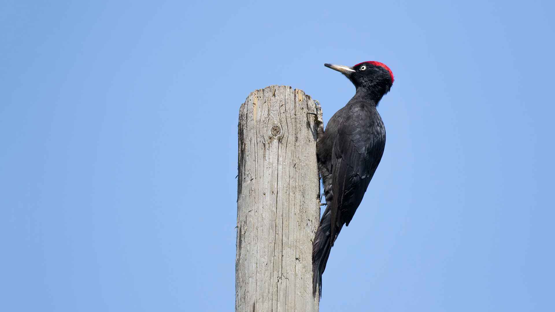 Black Woodpecker