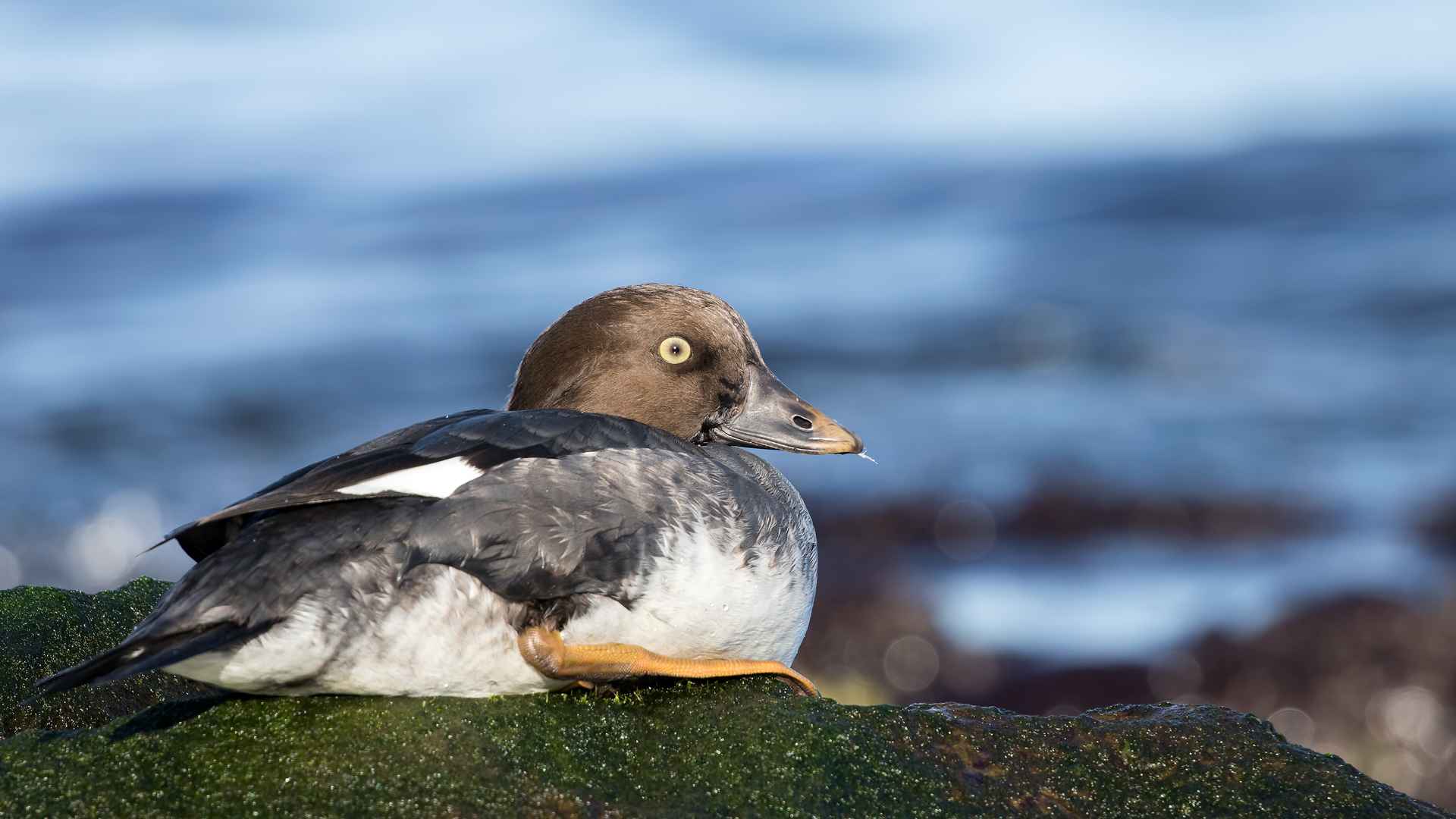 Common Goldeneye