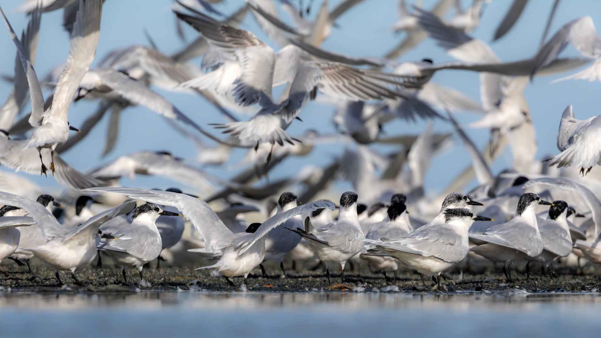 Sandwich Tern