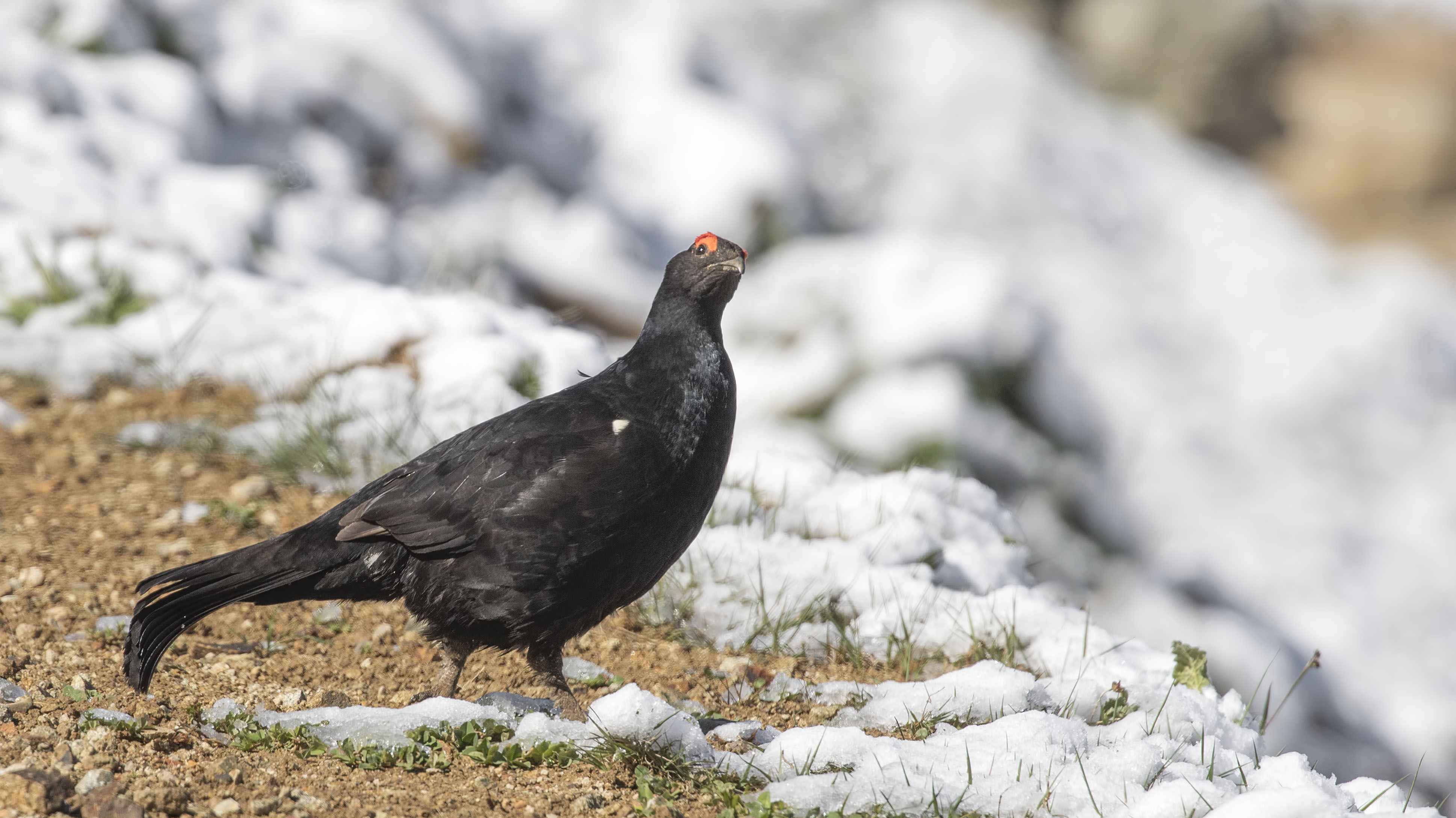 Caucasian Grouse