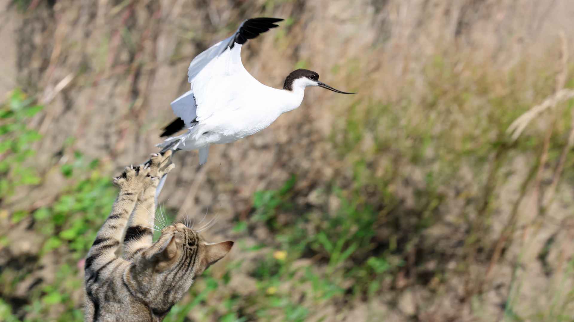 Pied Avocet