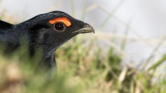 Caucasian Grouse