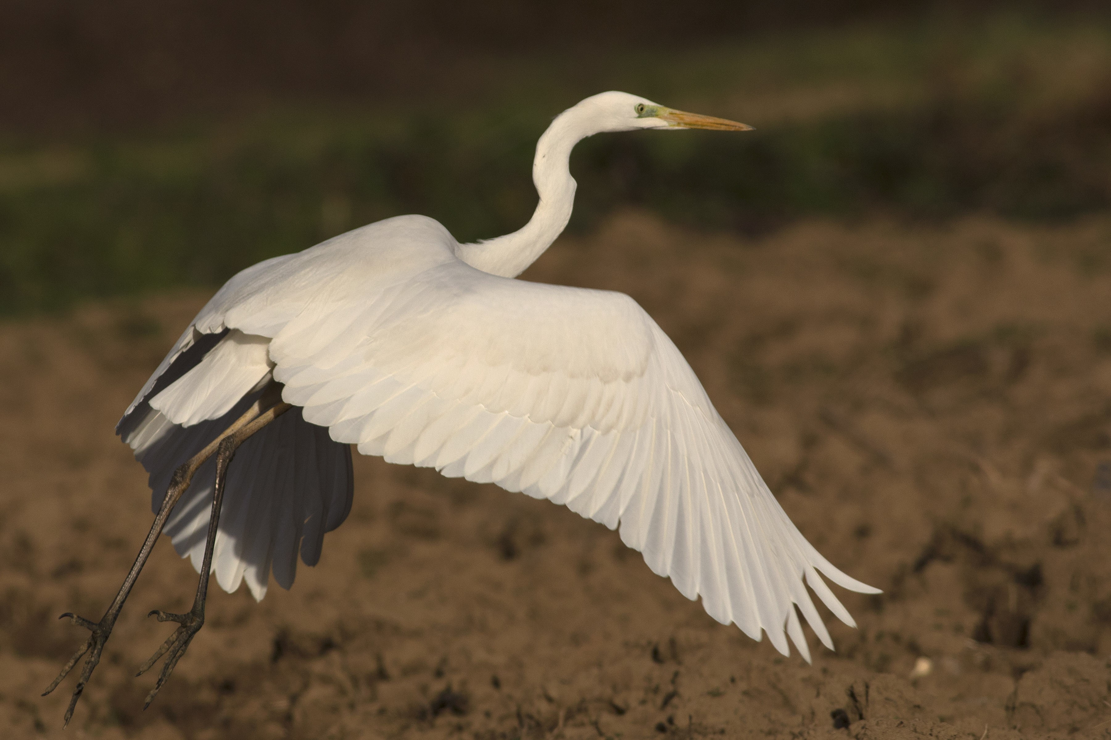 Great White Egret
