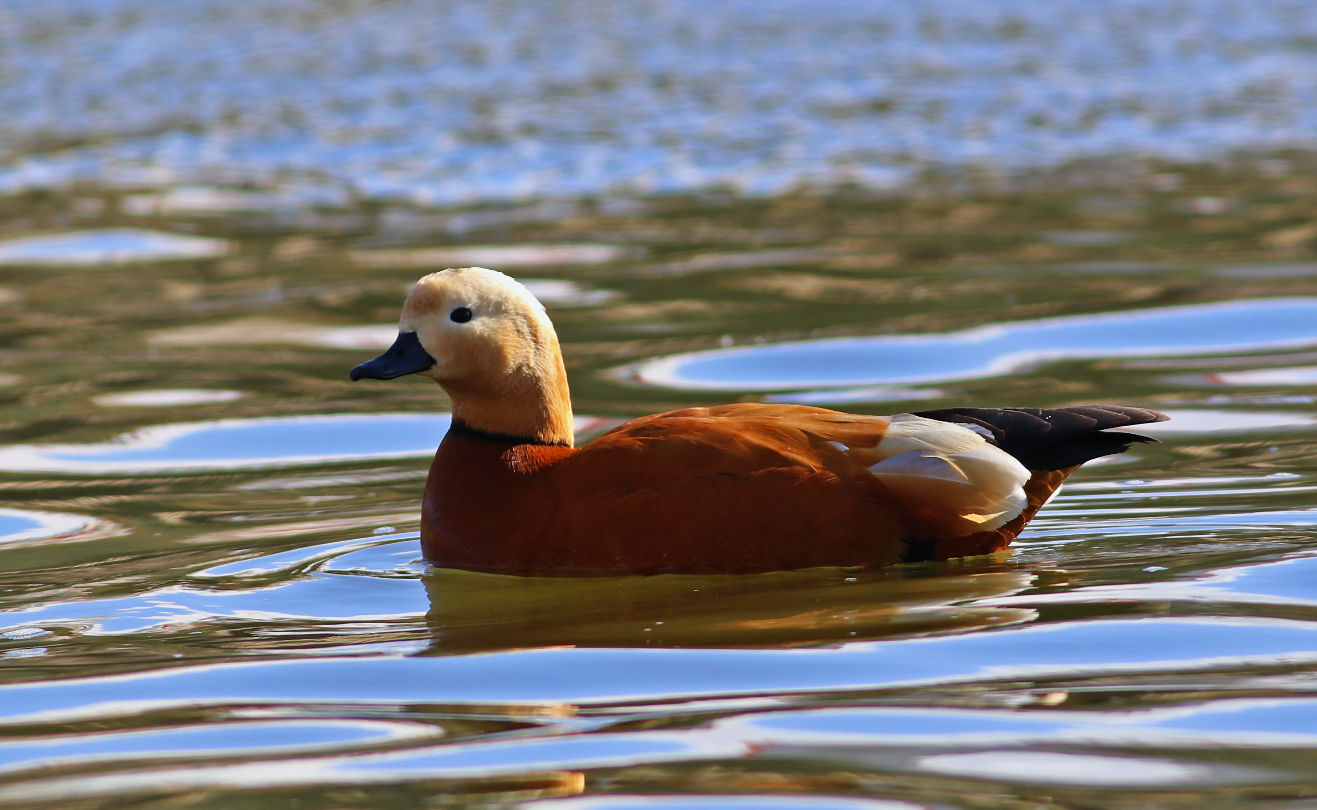 Ruddy Shelduck