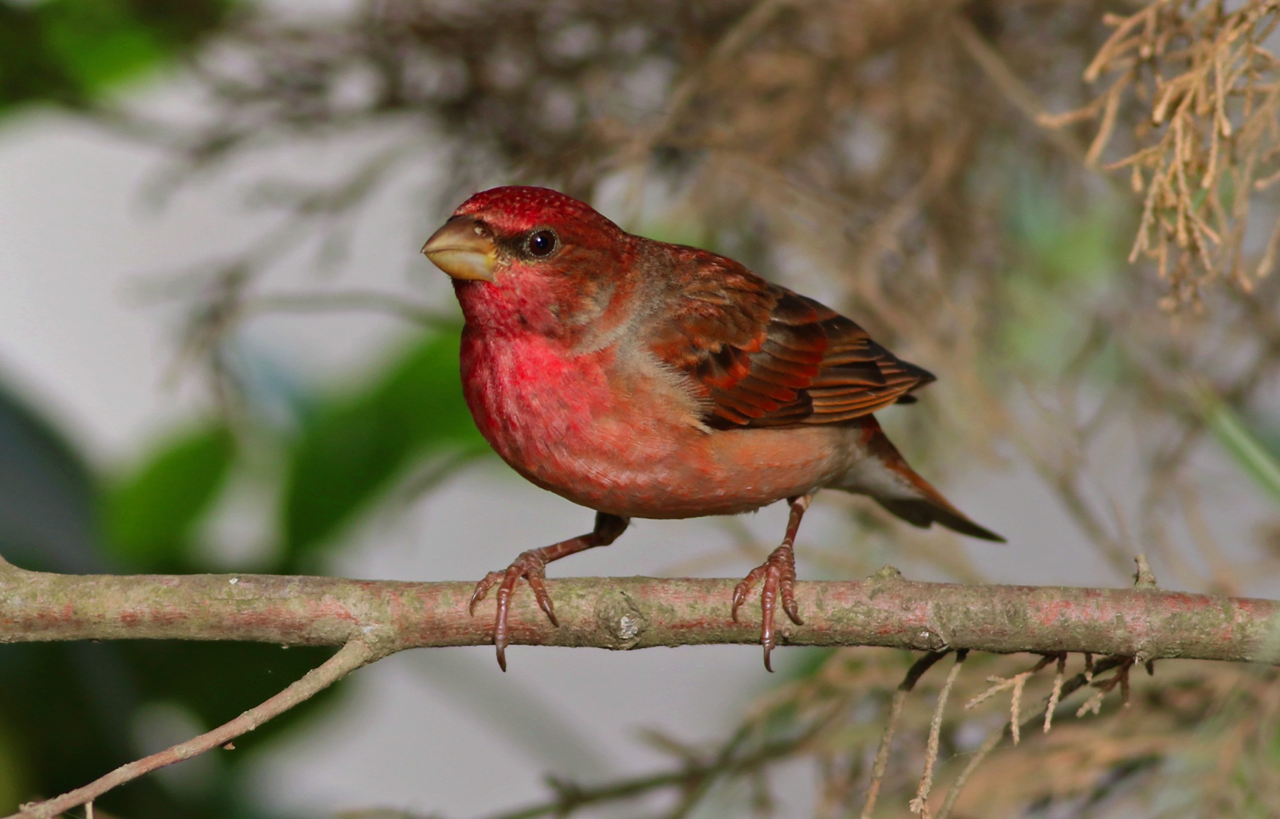 Common Rosefinch