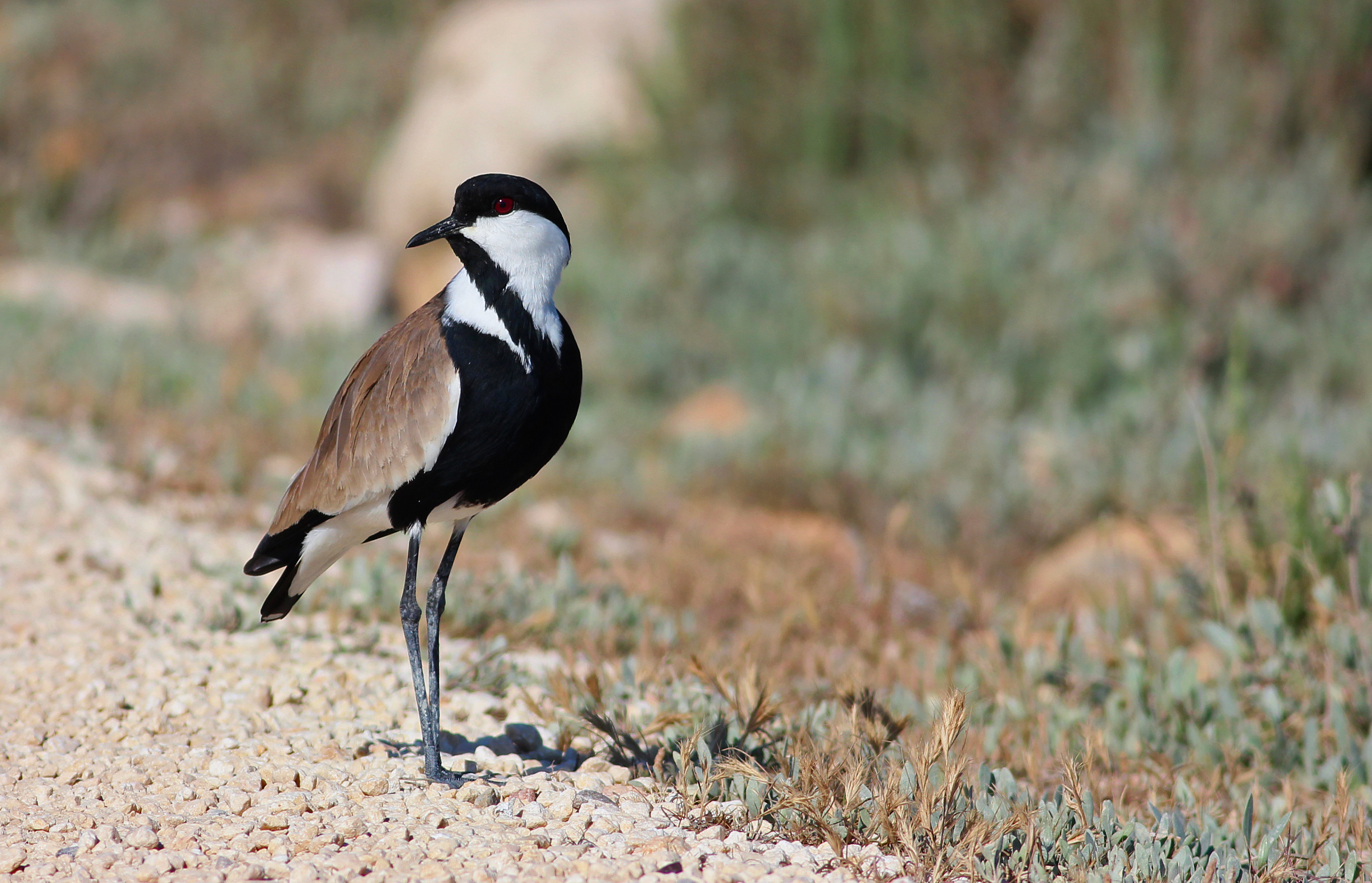 Spur-winged Lapwing