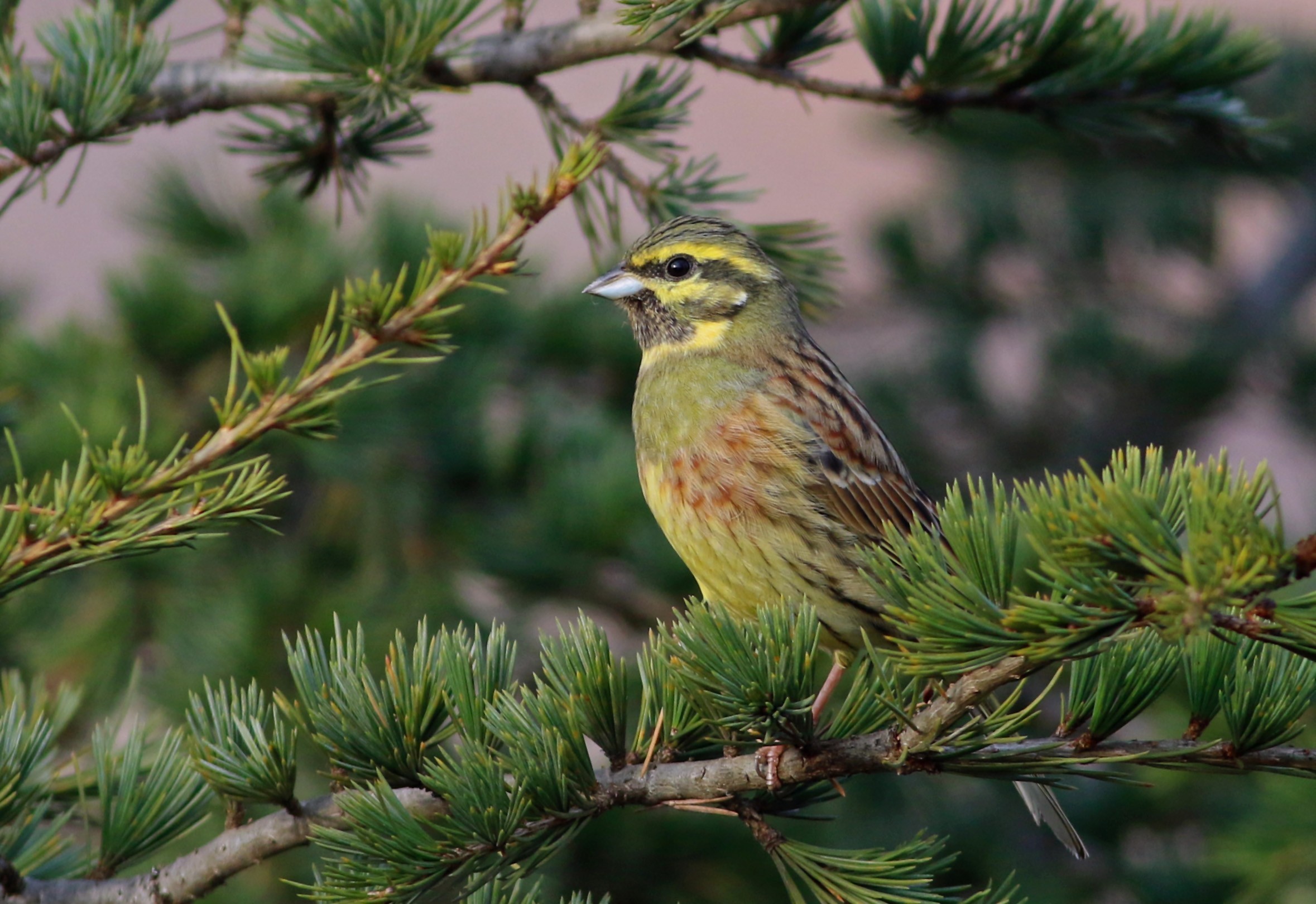 Cirl Bunting