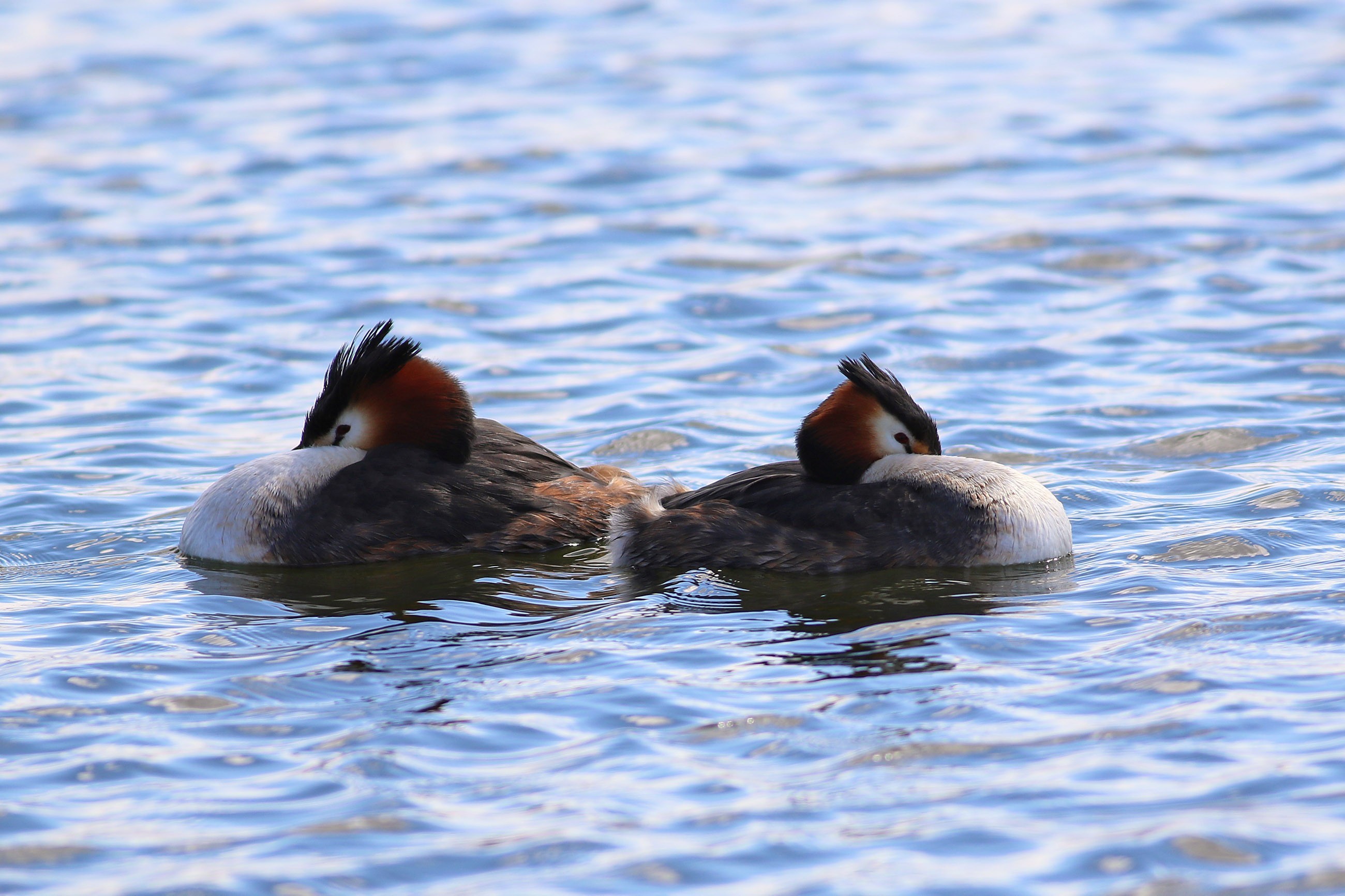 Great Crested Grebe