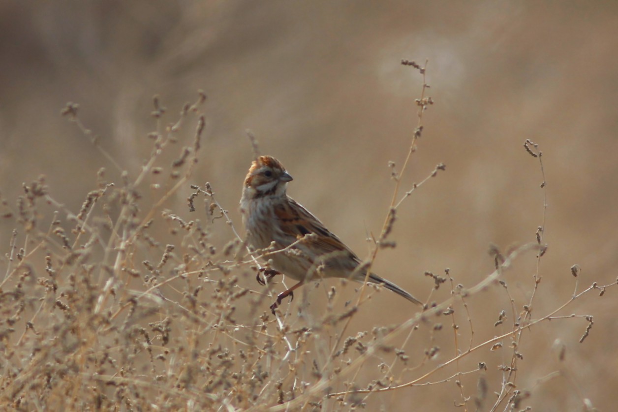 Reed Bunting