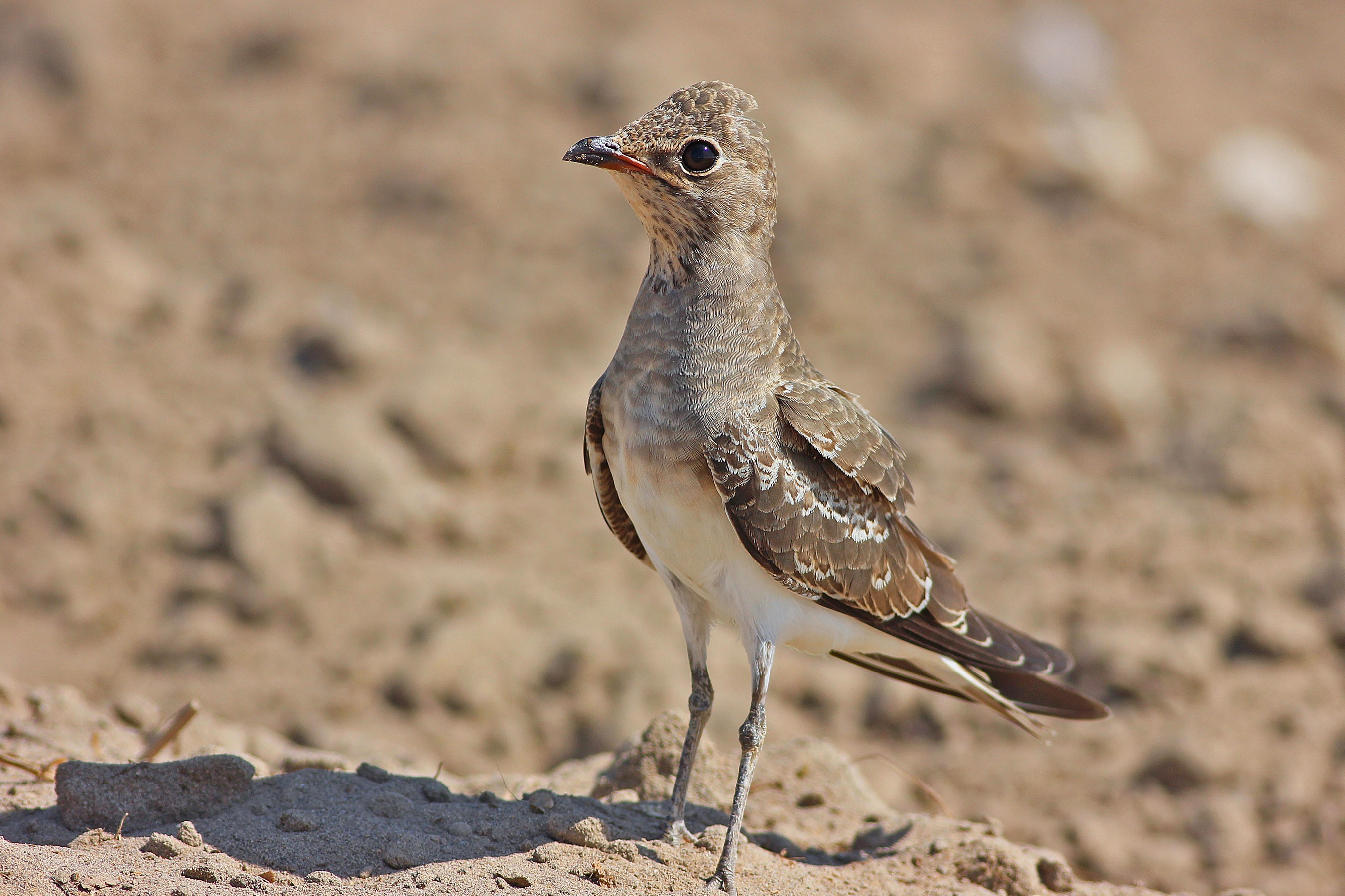 Collared Pratincole