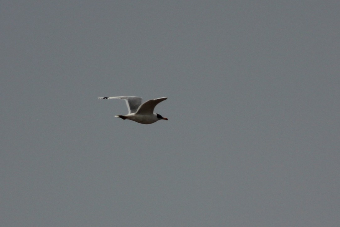 Pallas's Gull
