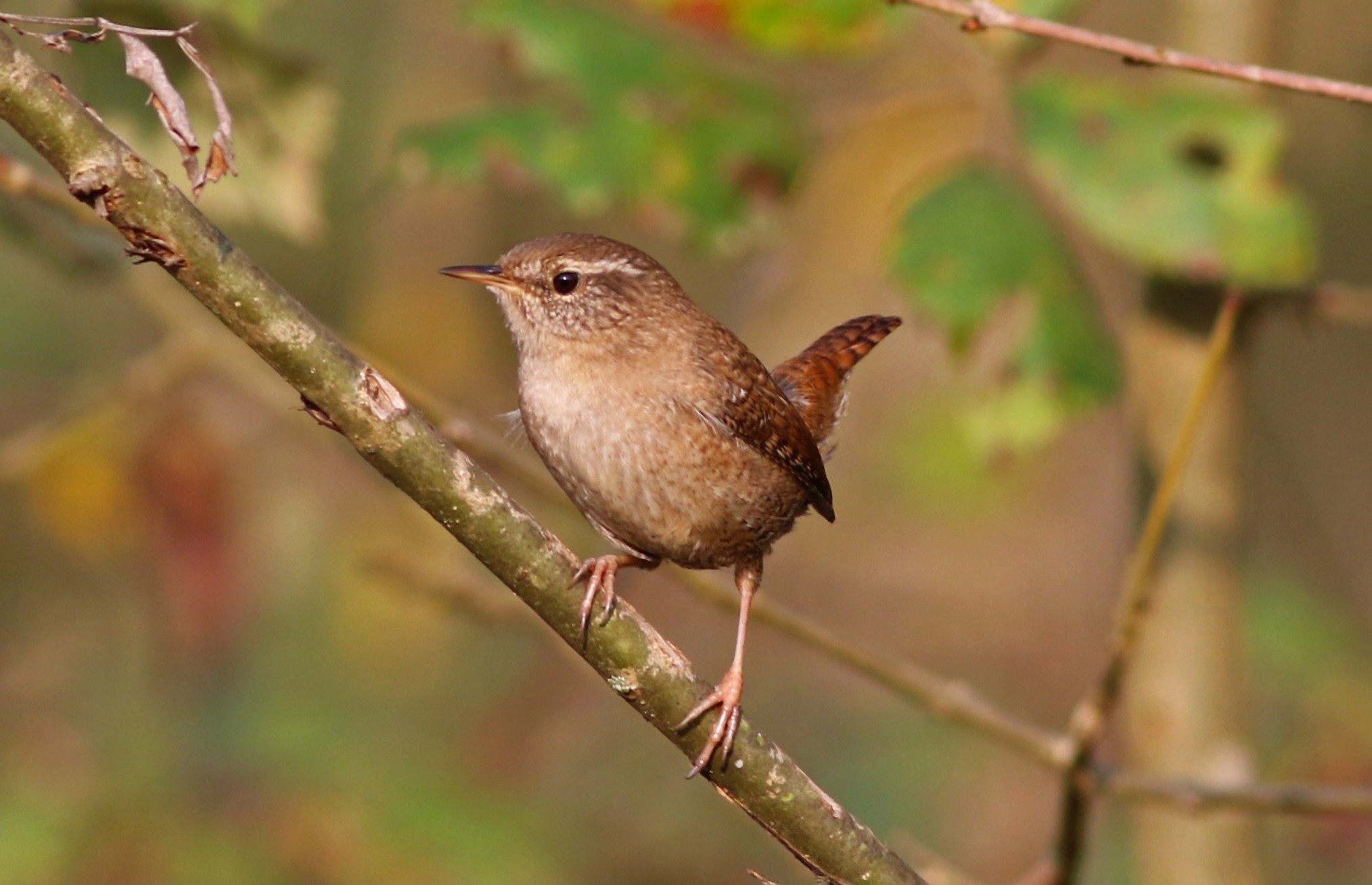Eurasian Wren
