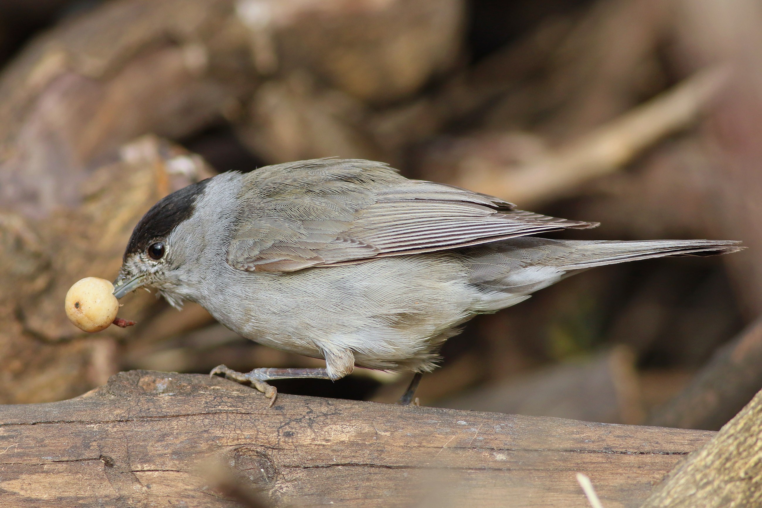 Blackcap