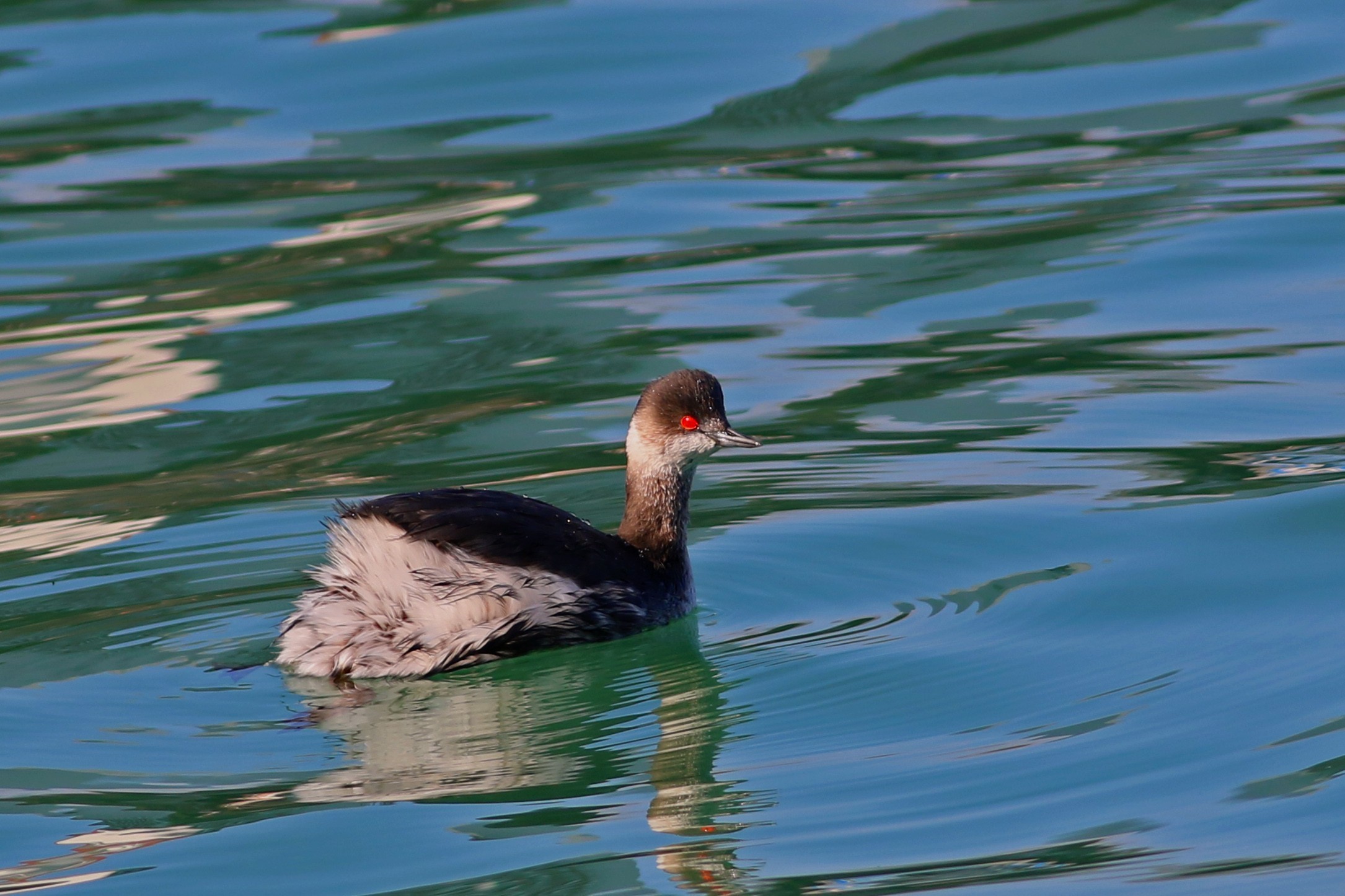 Black-necked Grebe