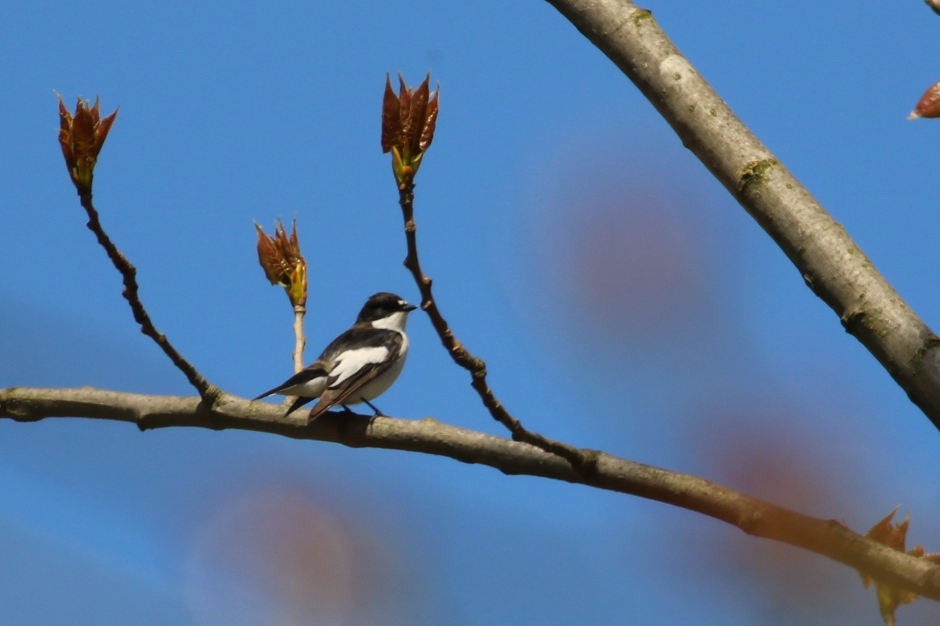 European Pied Flycatcher