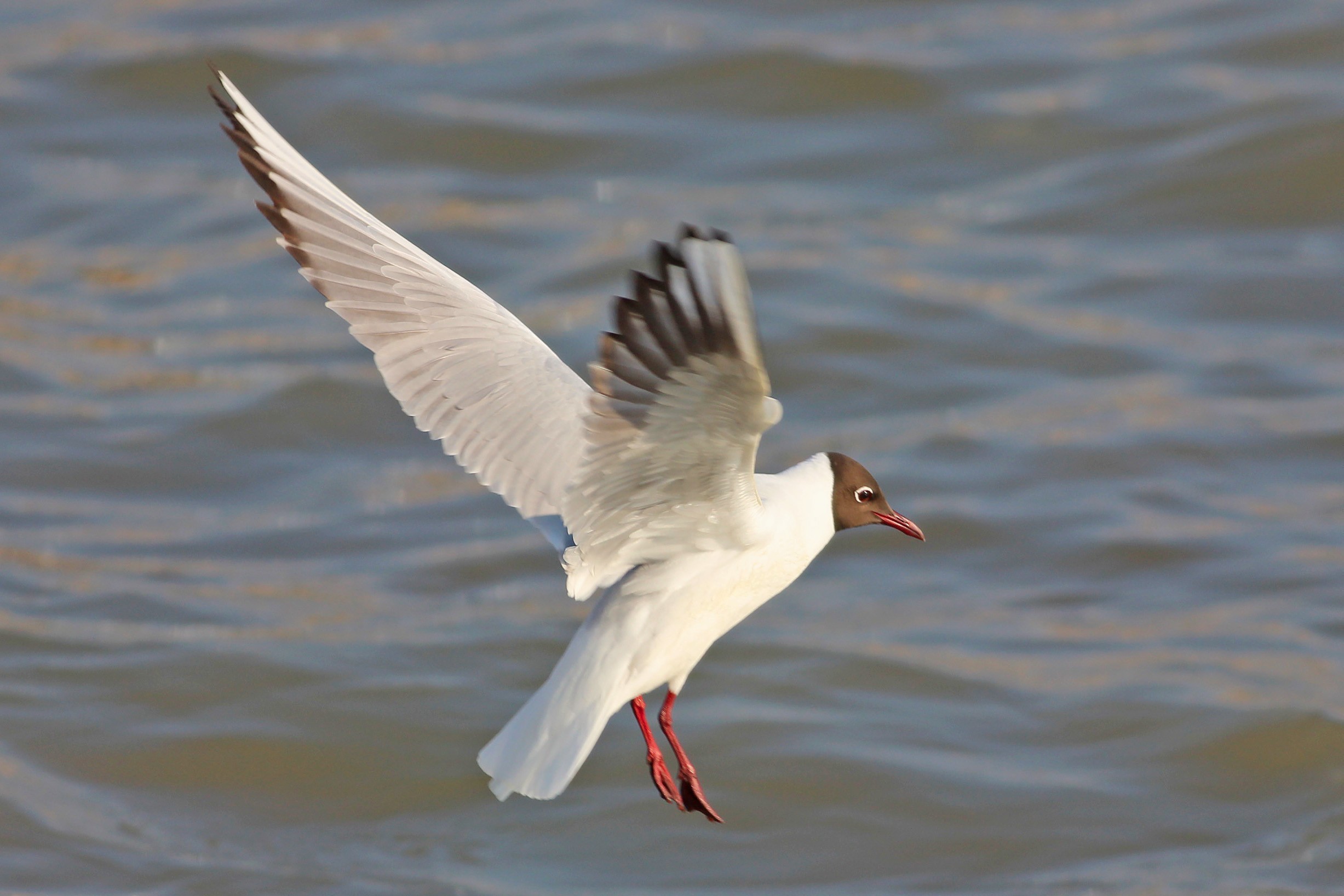 Black-headed Gull