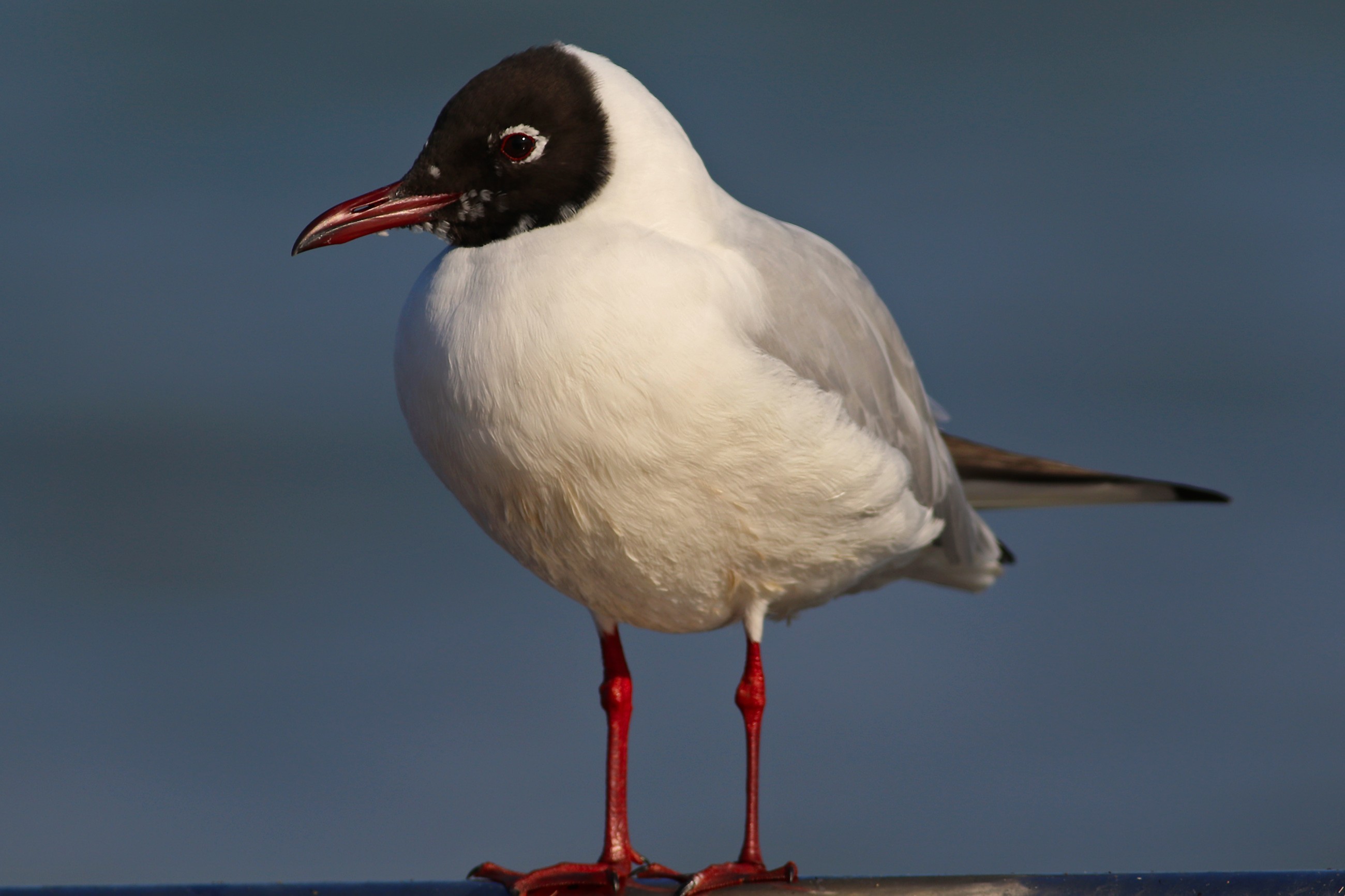 Black-headed Gull