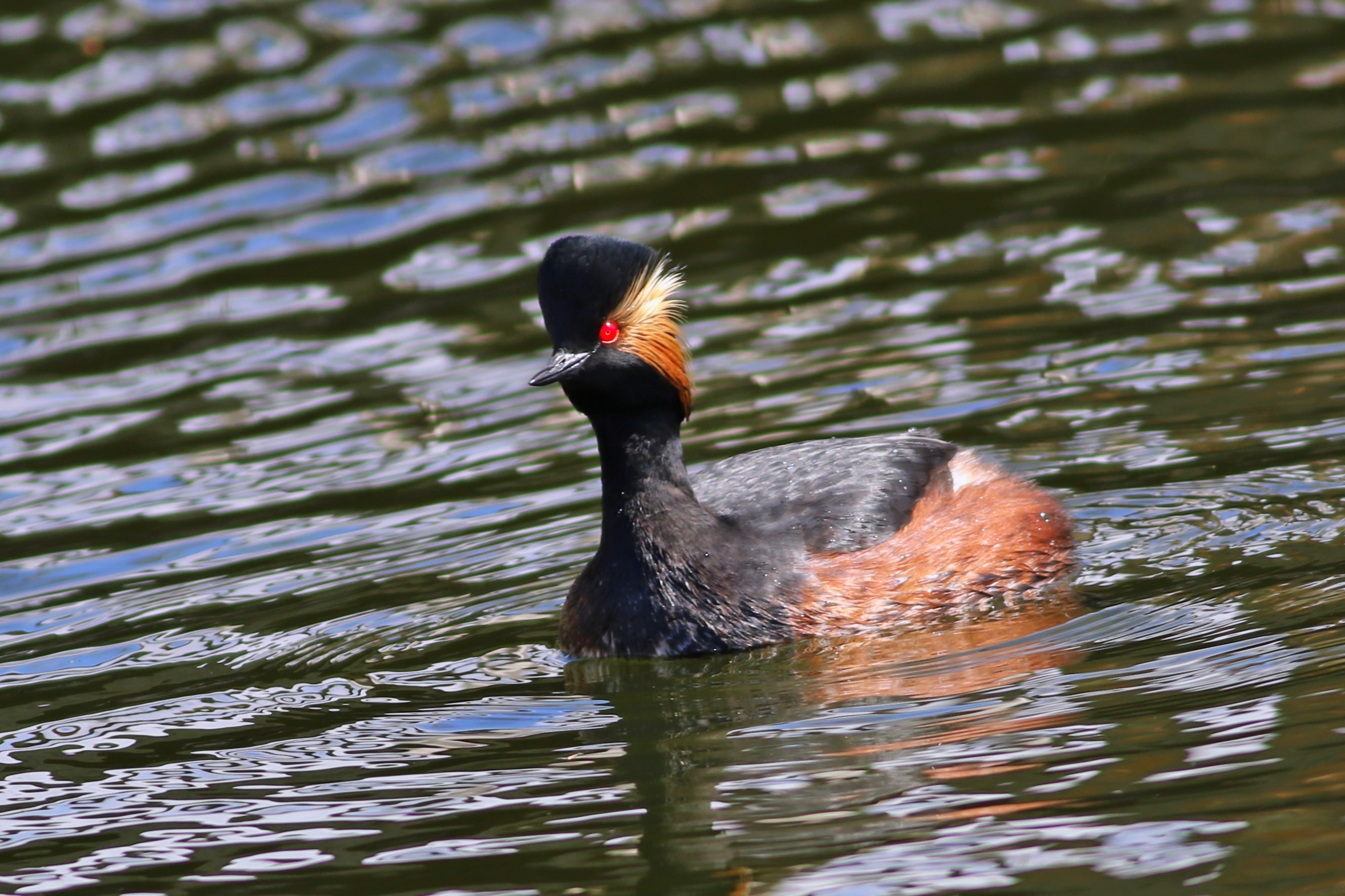 Eared Grebe