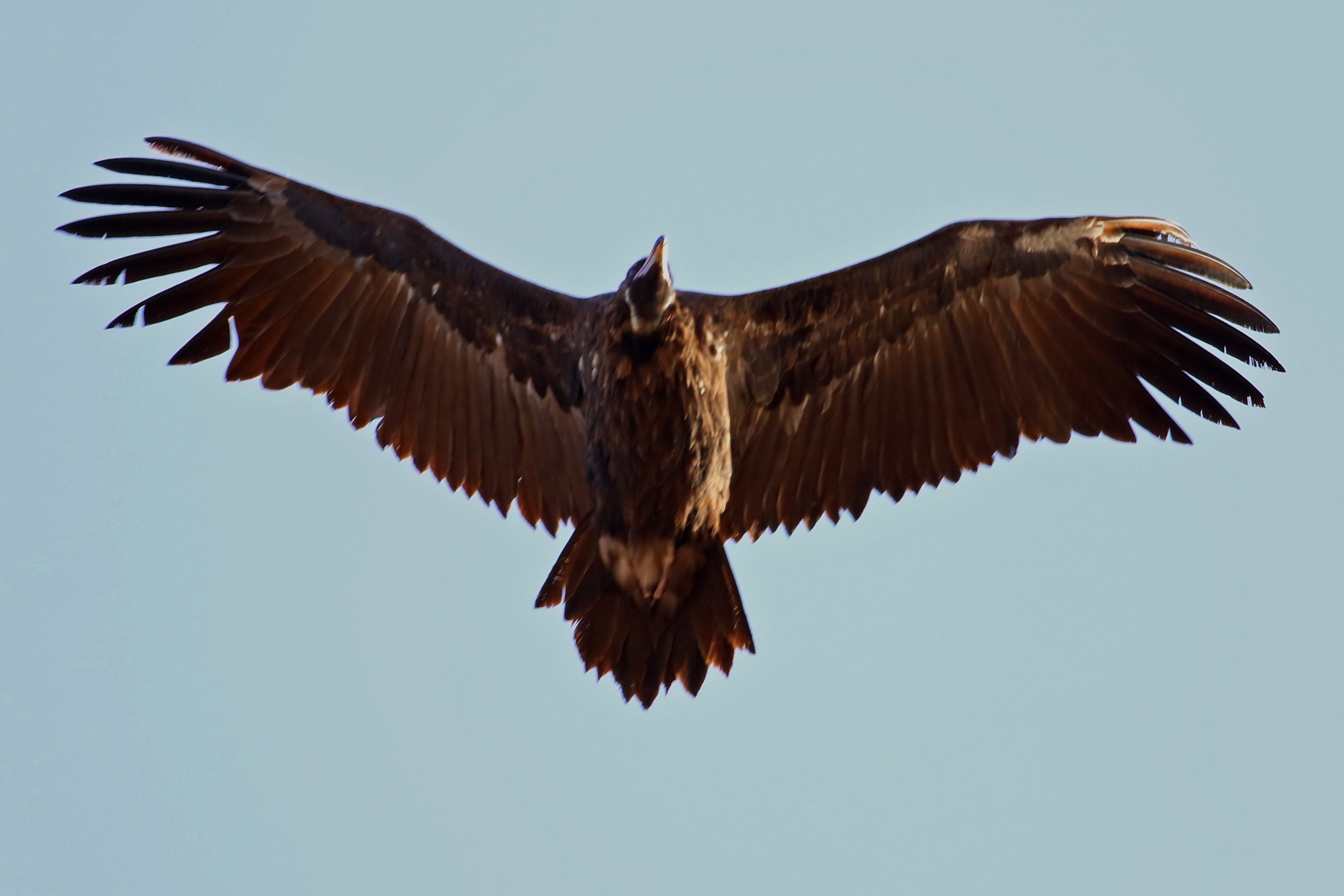 Cinereous Vulture