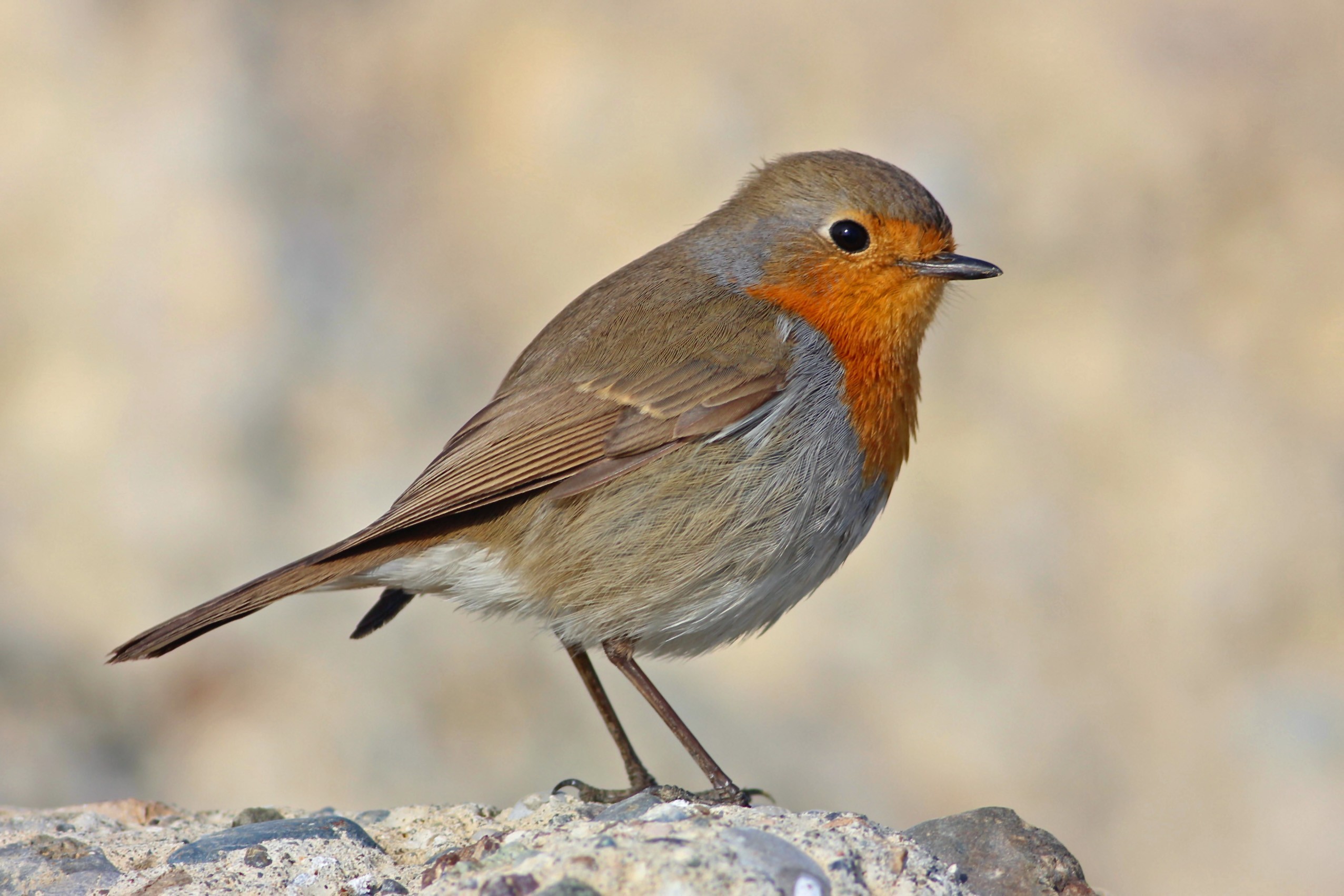 European Robin