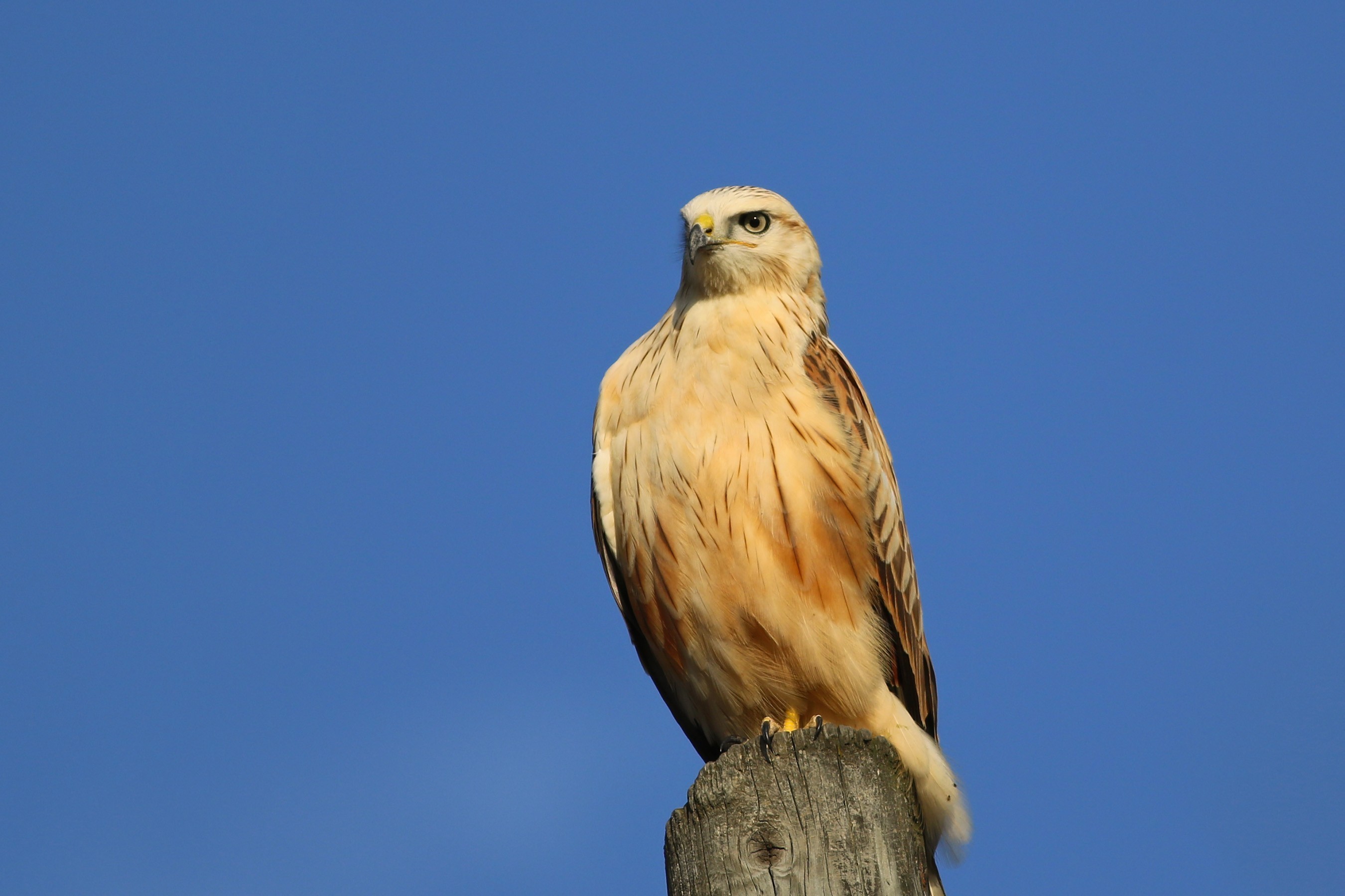 Long-legged Buzzard