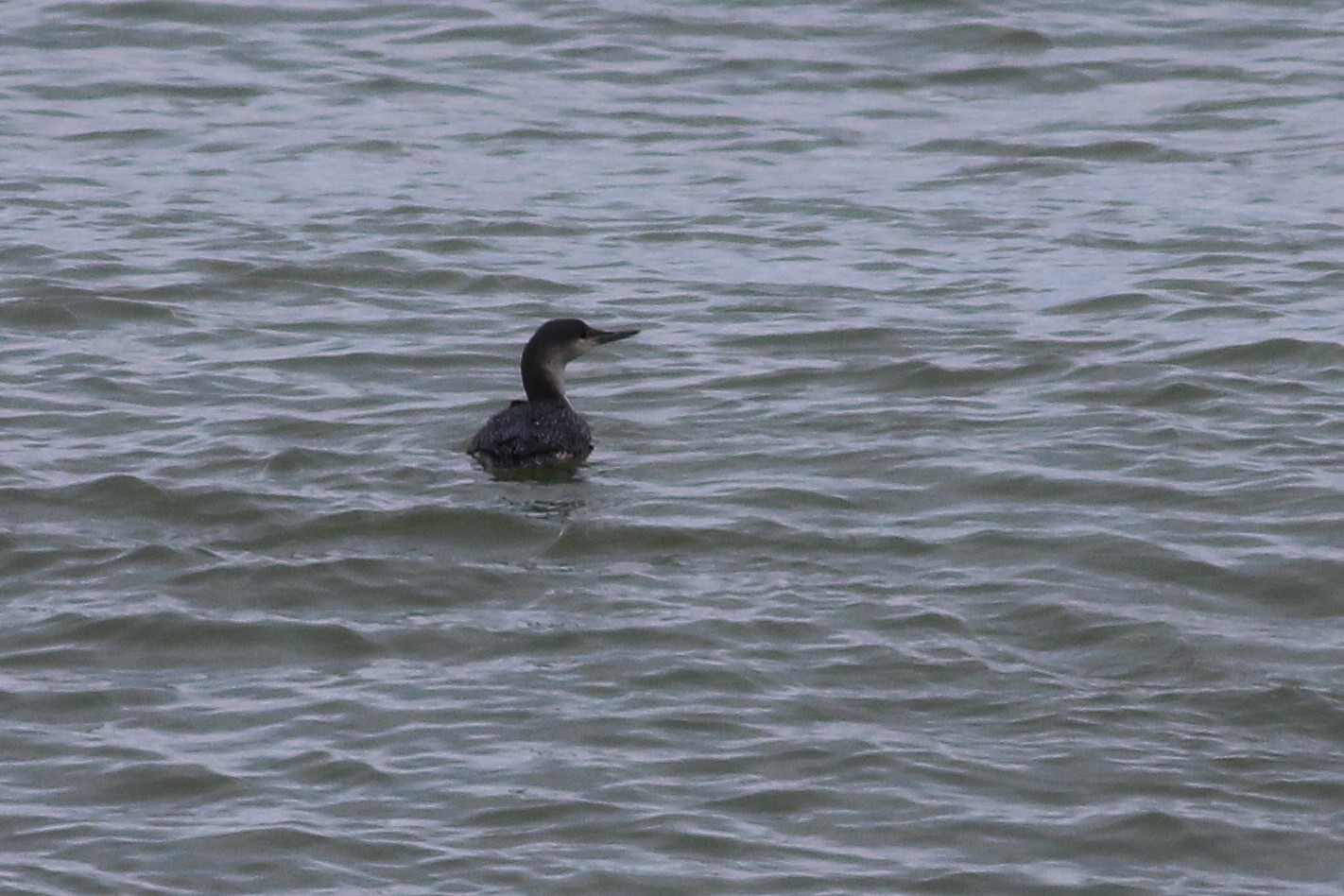 Red-throated Loon