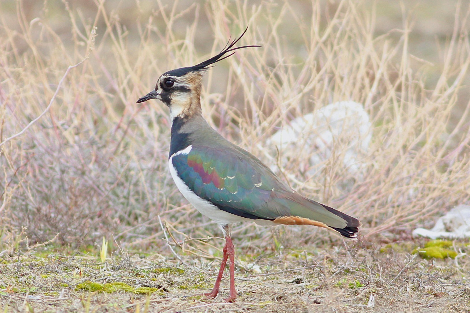 Northern Lapwing