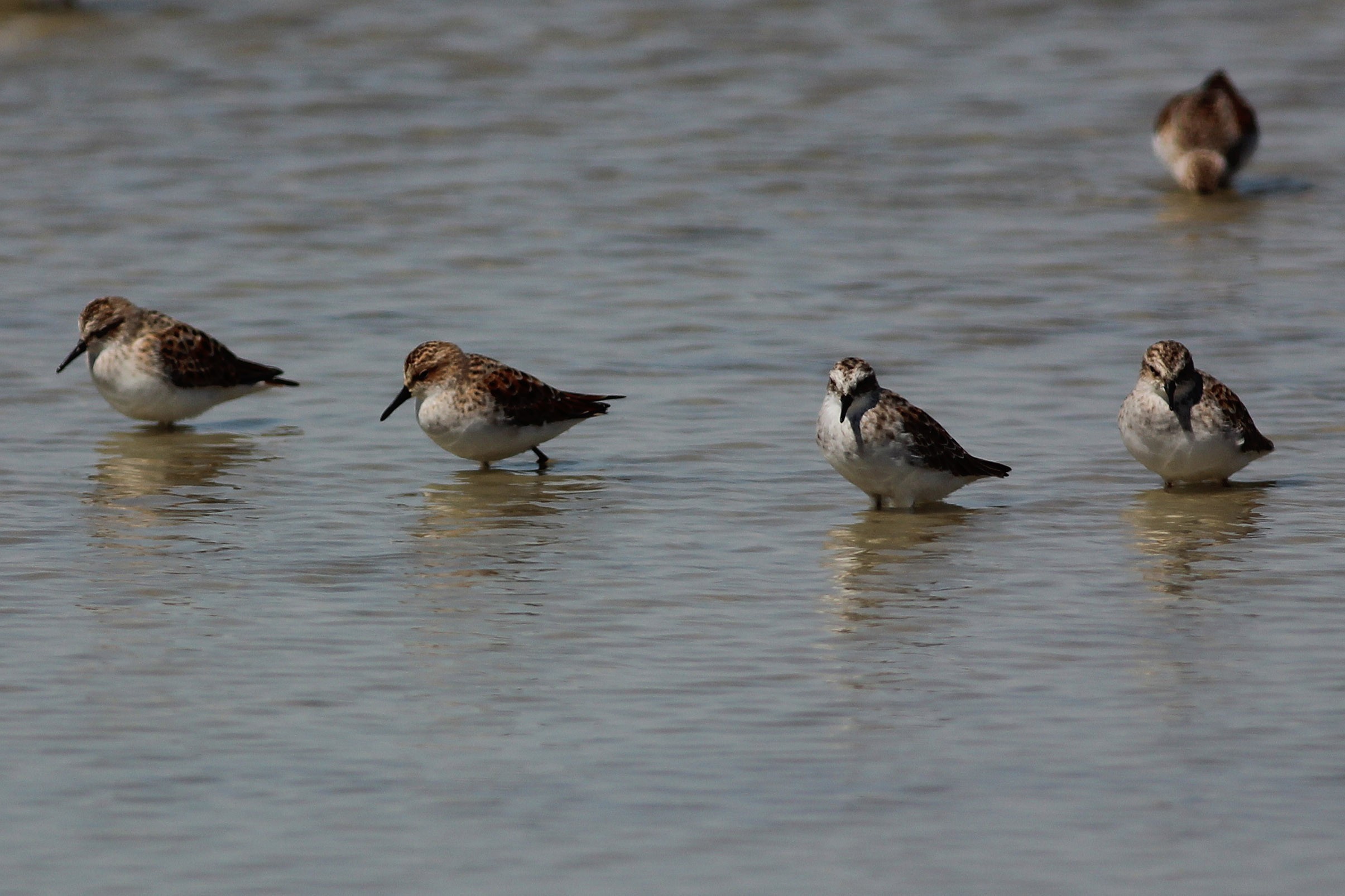 Little Stint