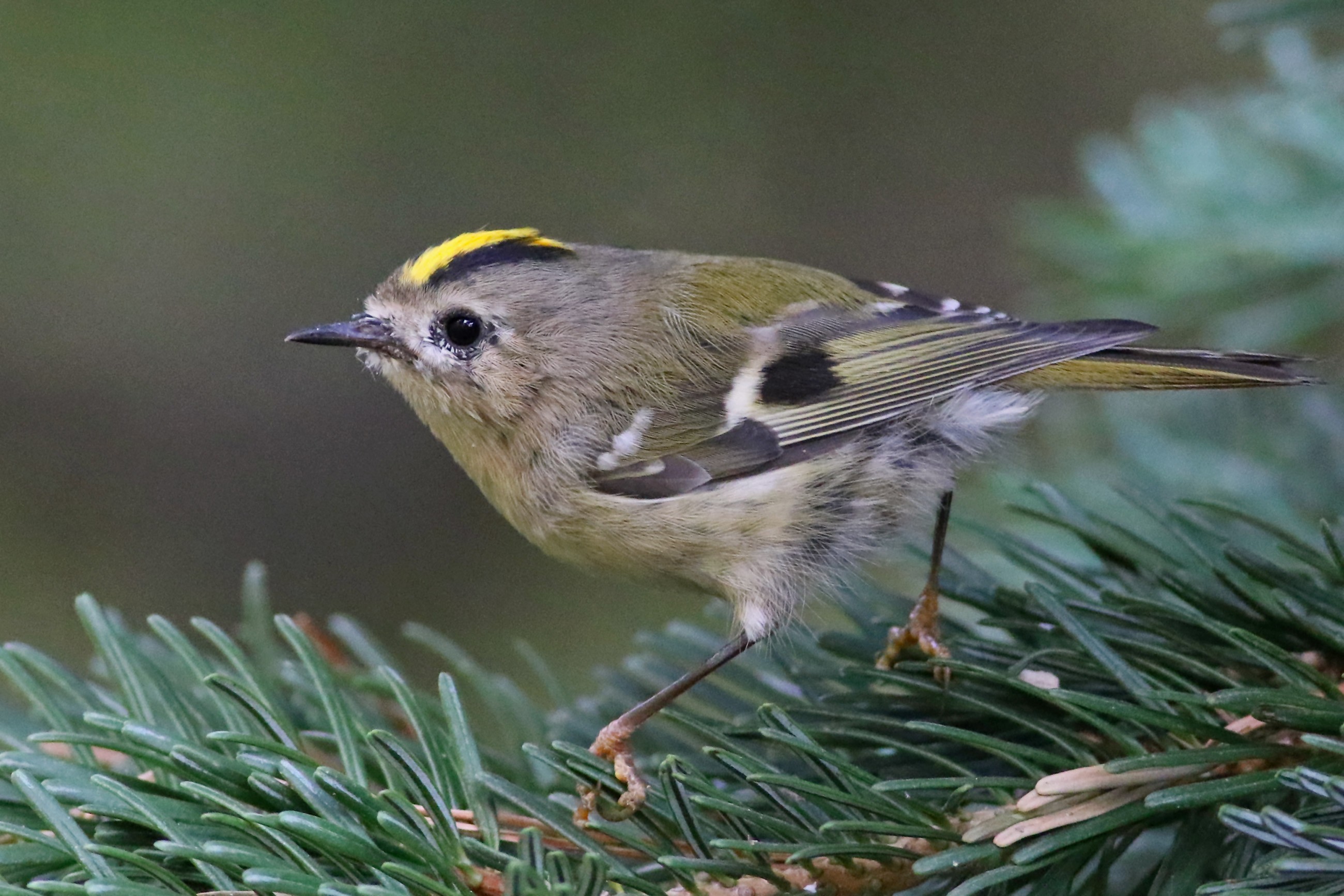 Goldcrest