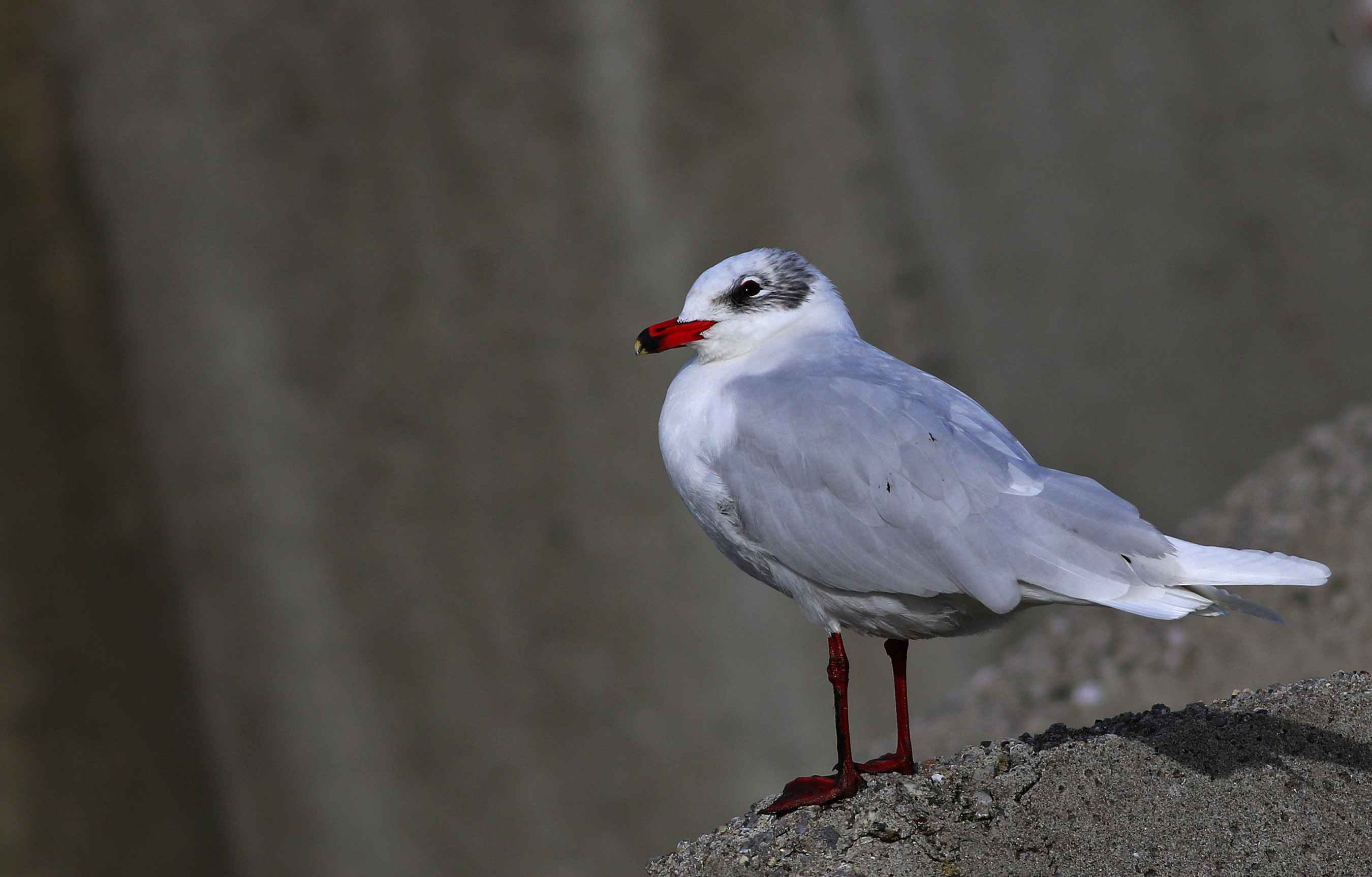 Mediterranean Gull