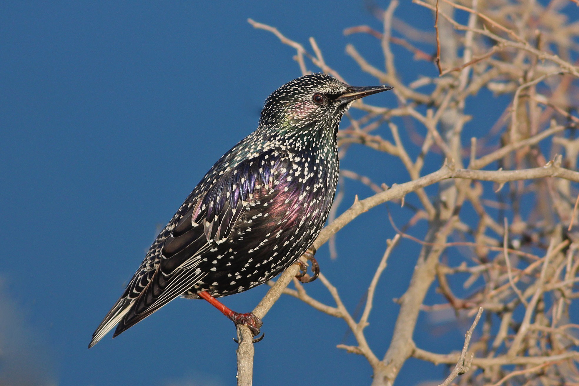 Common Starling