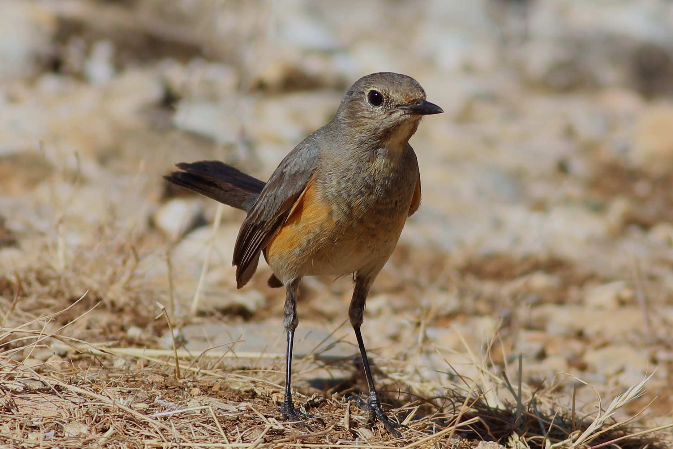 Common Stonechat
