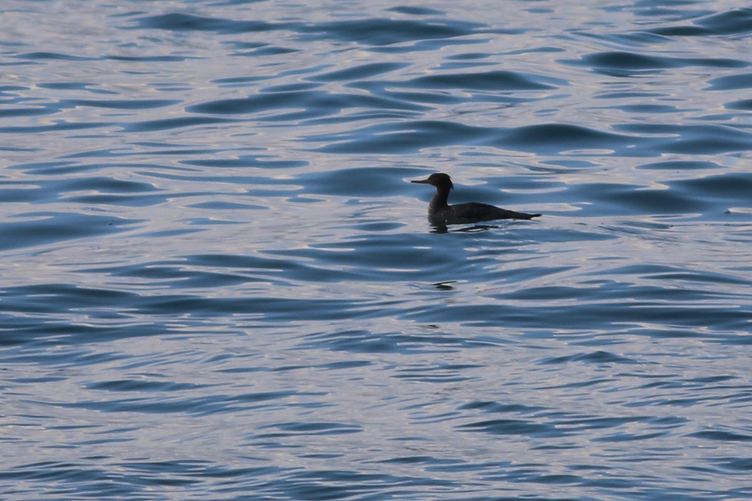 Red-breasted Merganser