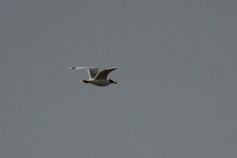 Pallas's Gull