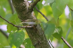 Wood Warbler