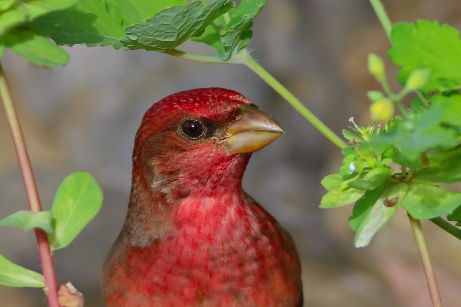 Common Rosefinch