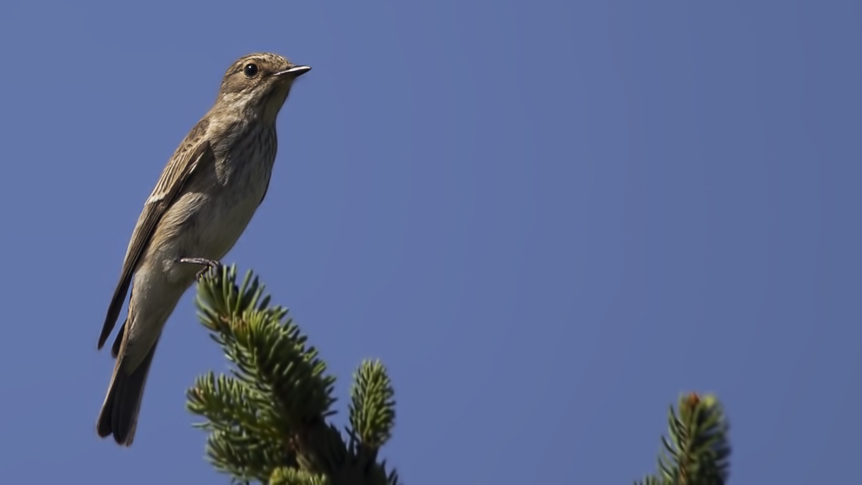 Spotted Flycatcher