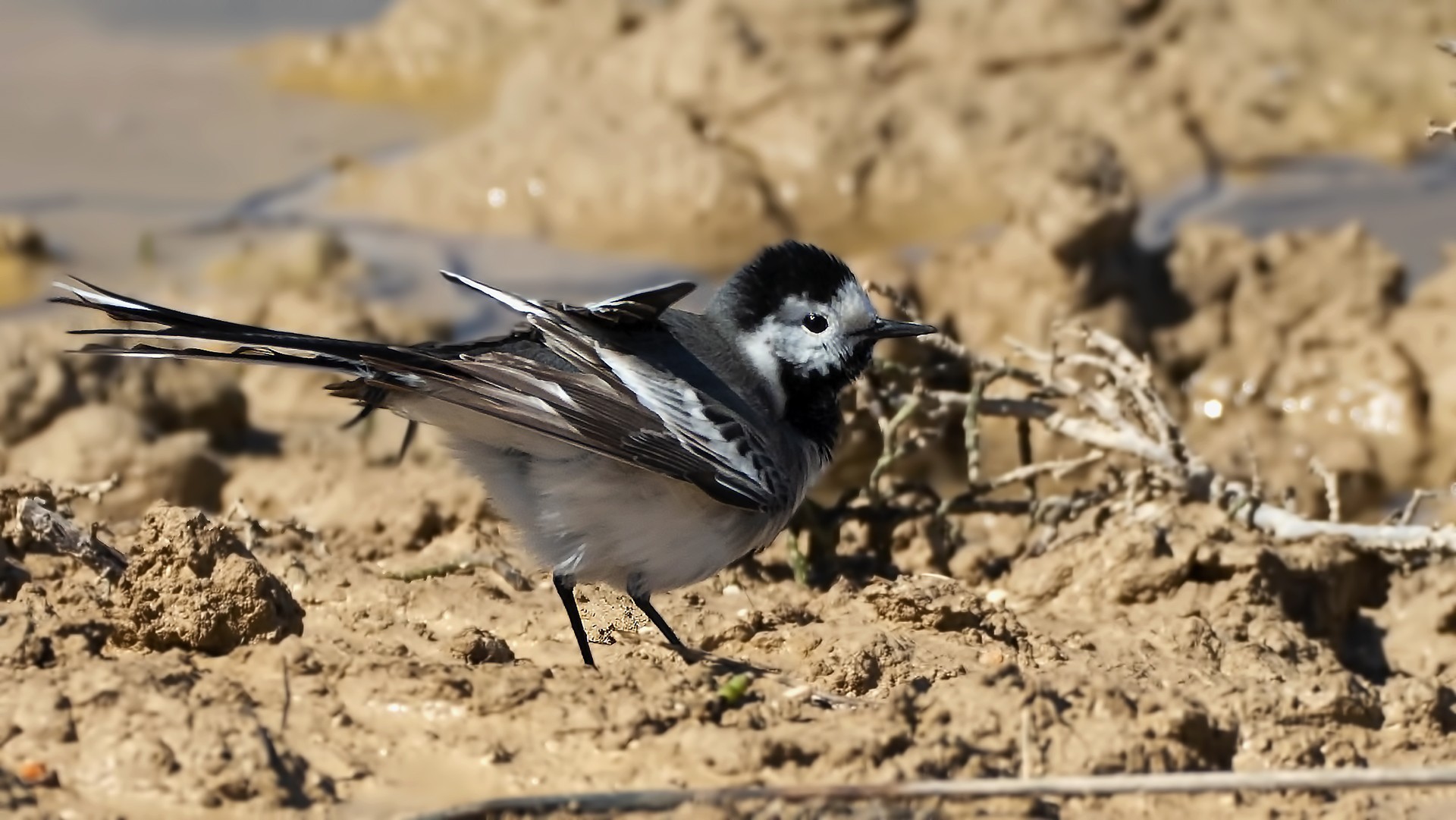 White Wagtail