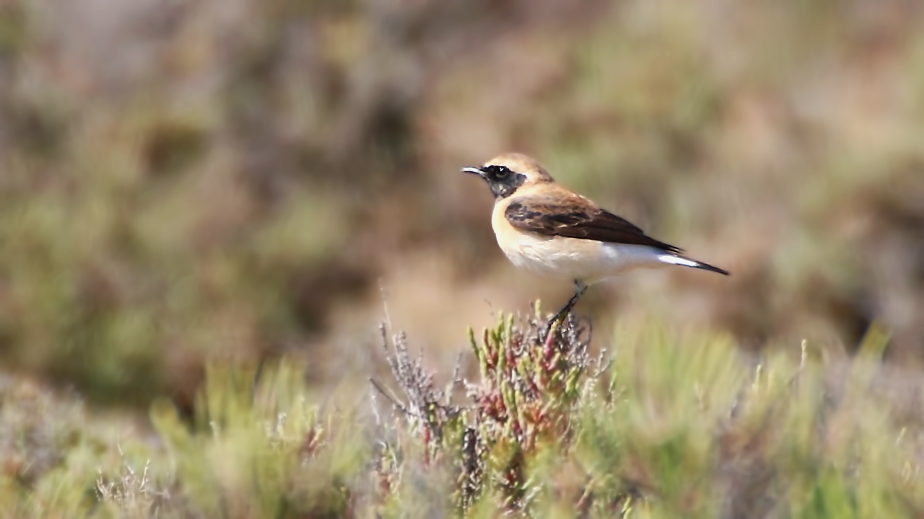 Black-eared Wheatear