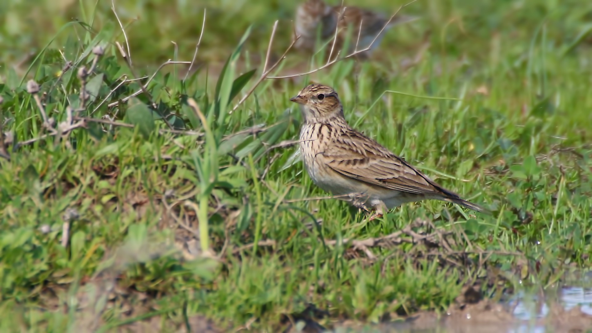 Lesser Short-toed Lark