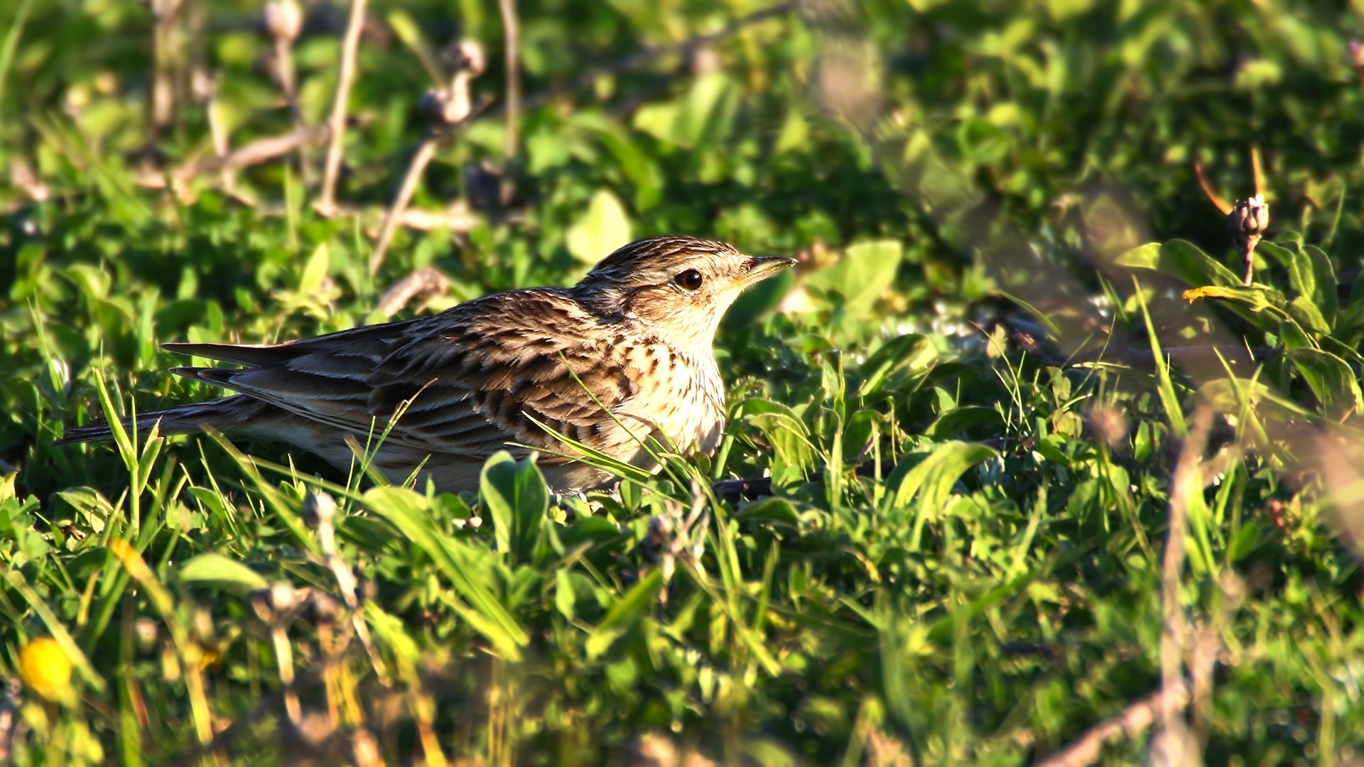 Greater Short-toed Lark