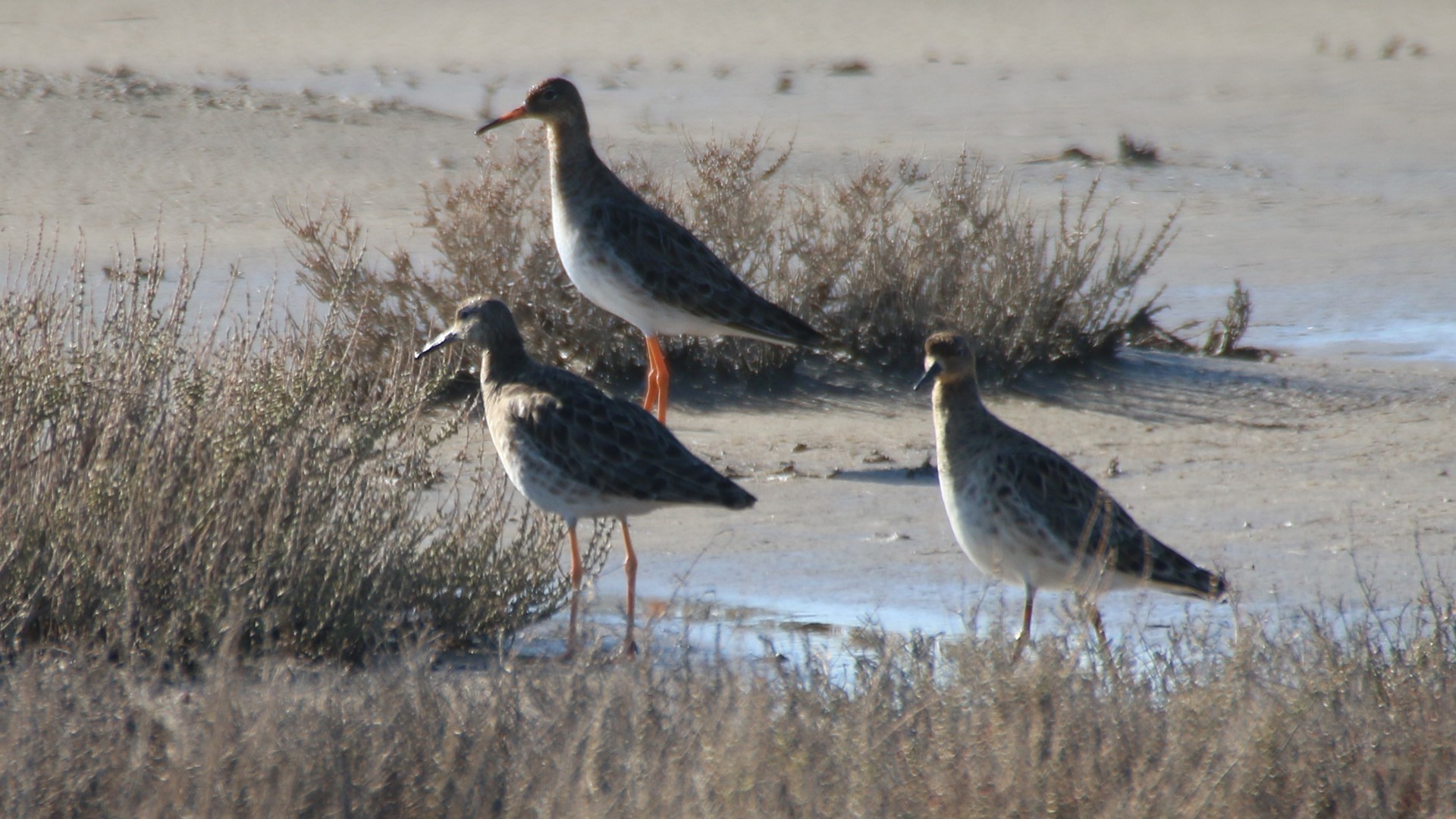 Common Redshank