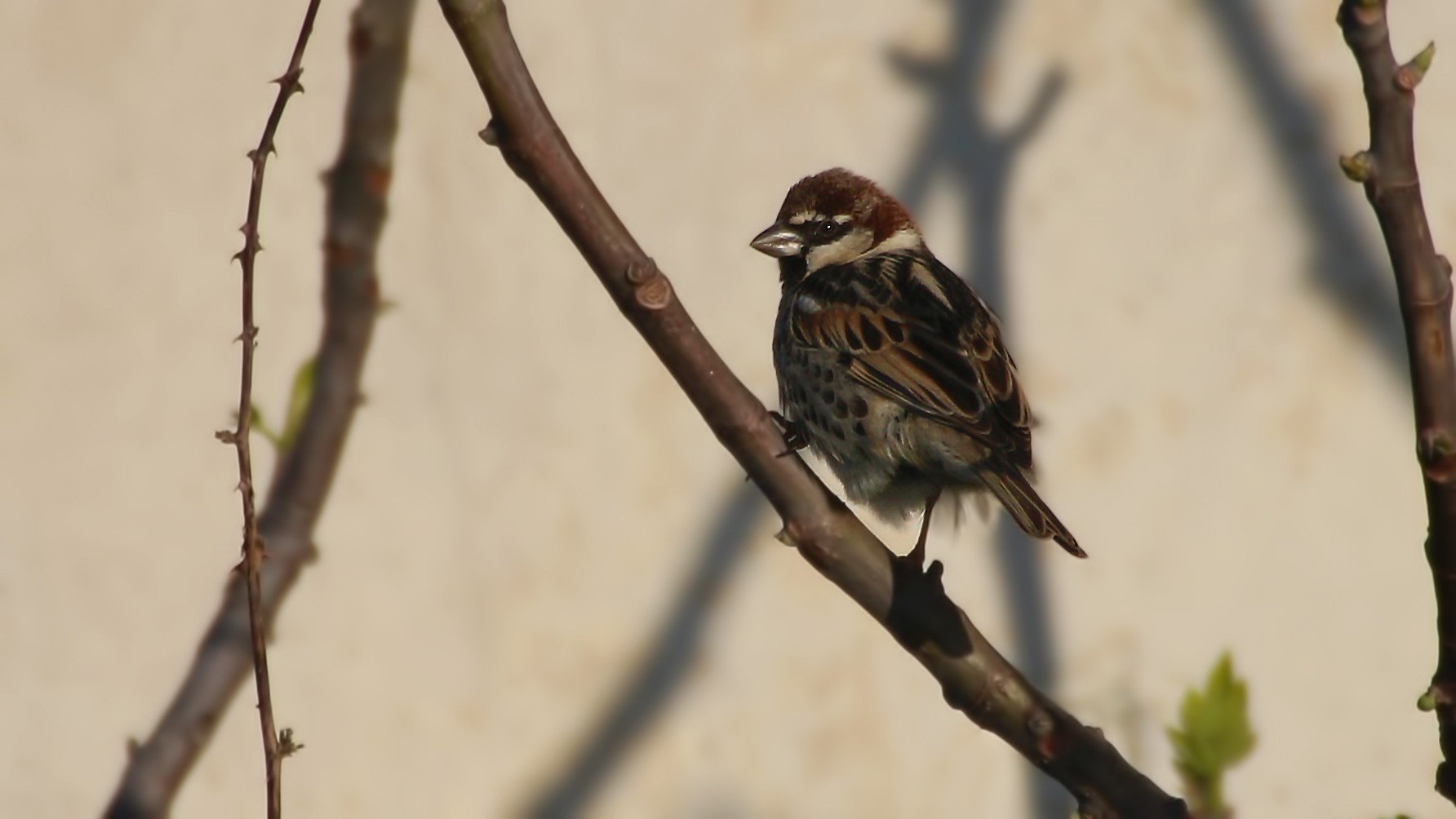 Spanish Sparrow
