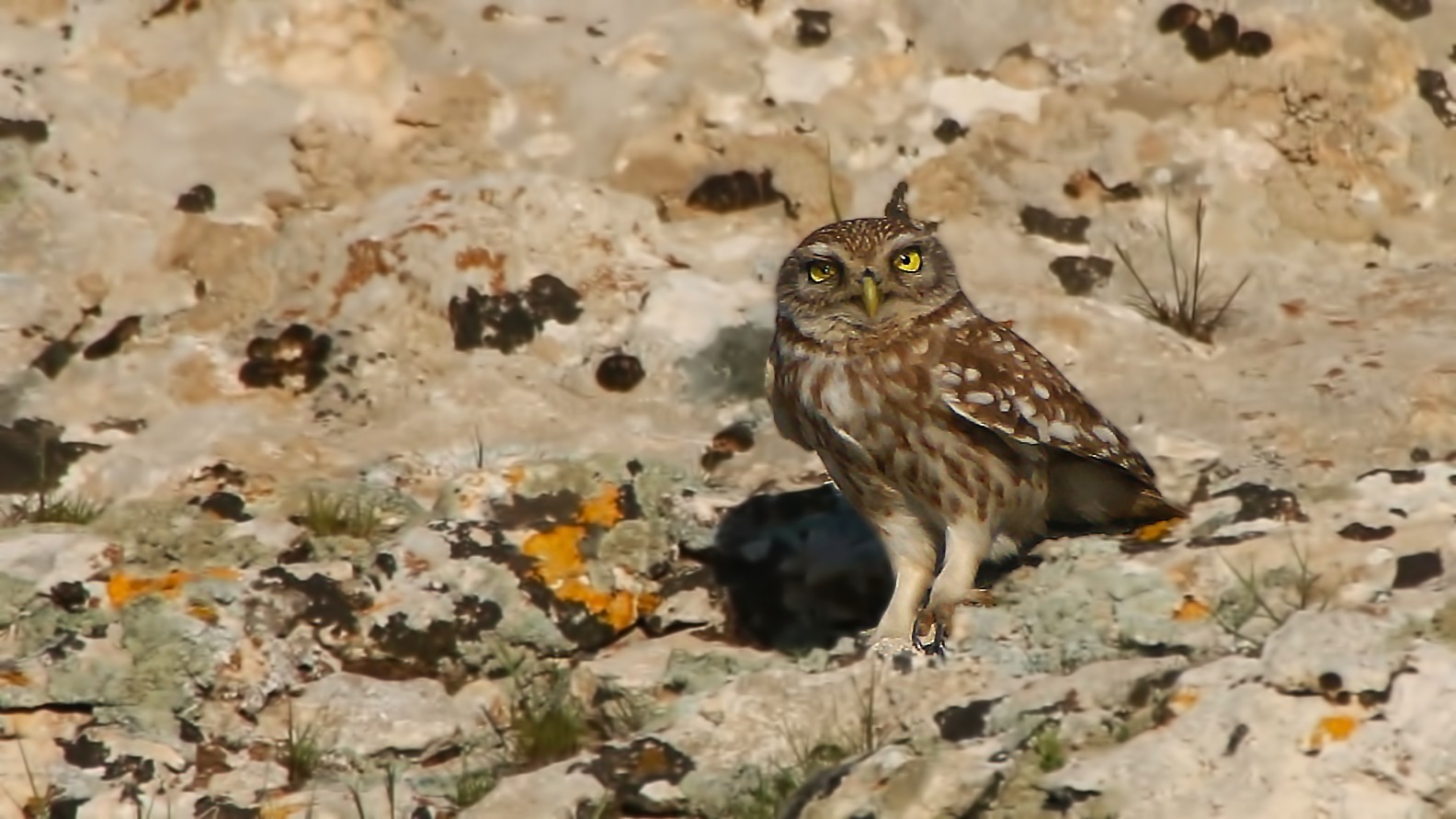 Little Owl