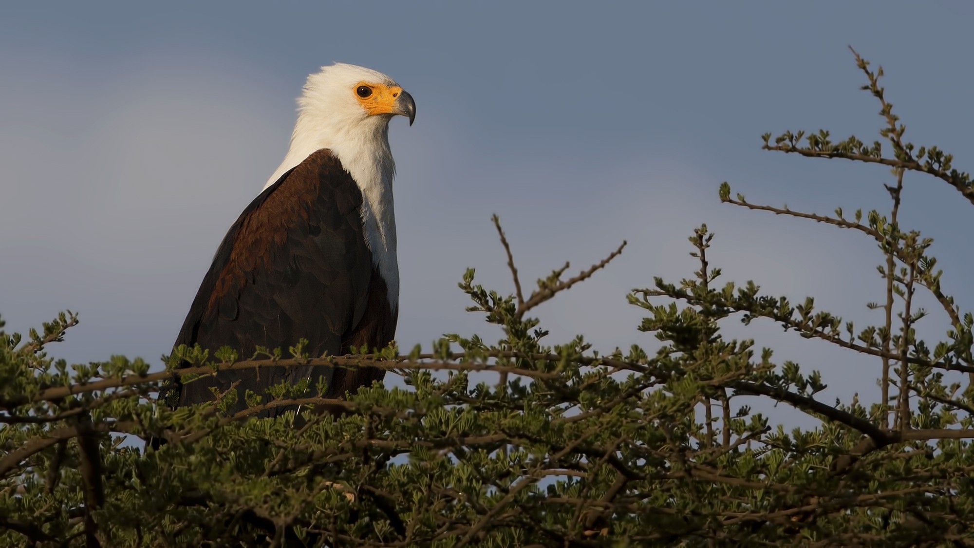 African Fish-eagle — Ana fotoğraf
