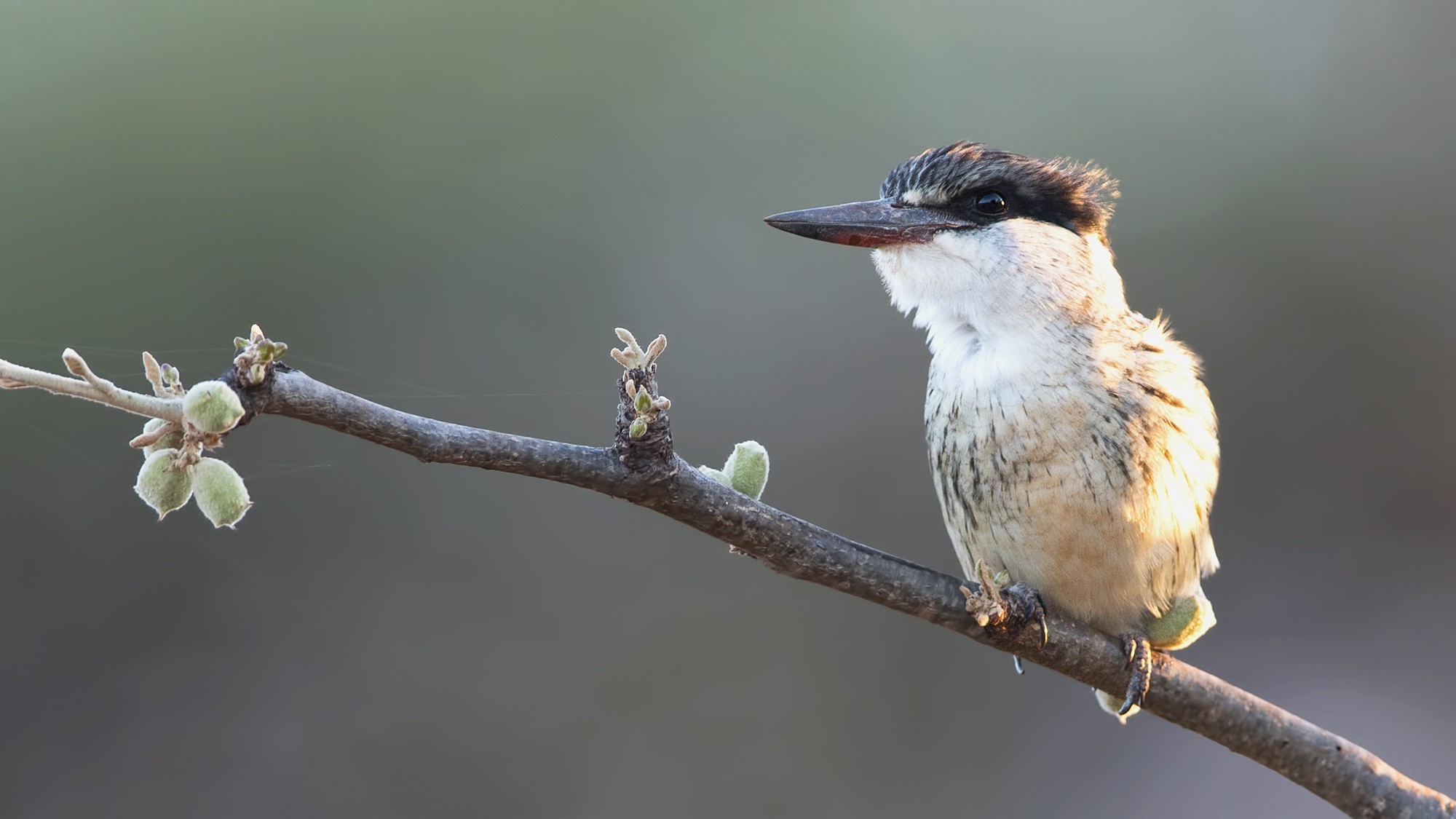 Striped Kingfisher