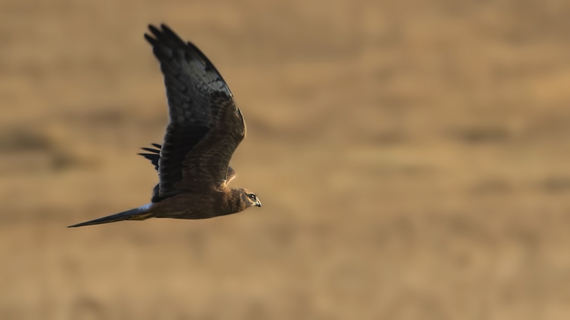 Montagu's Harrier